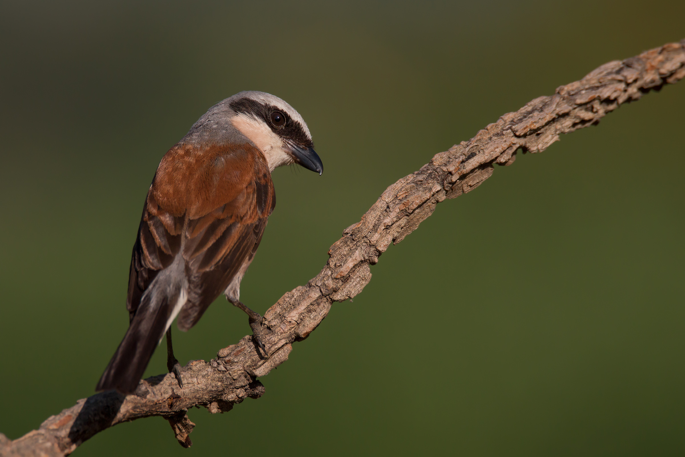 Male shrike