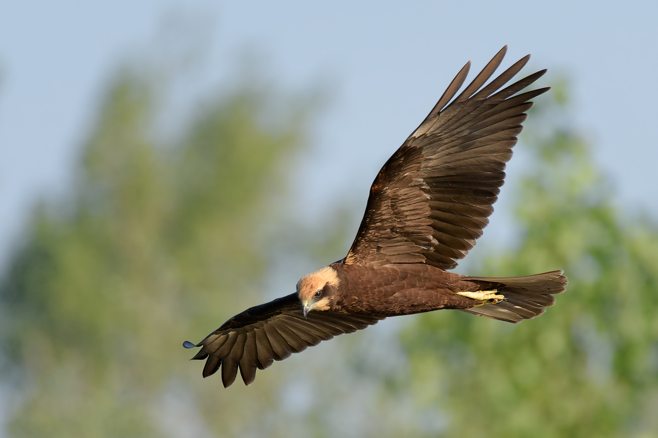Un altro scatto del Falco di palude