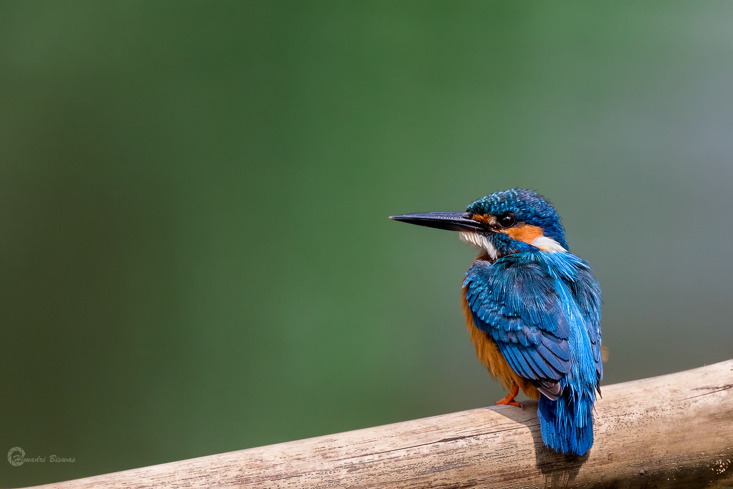 Common Kingfisher