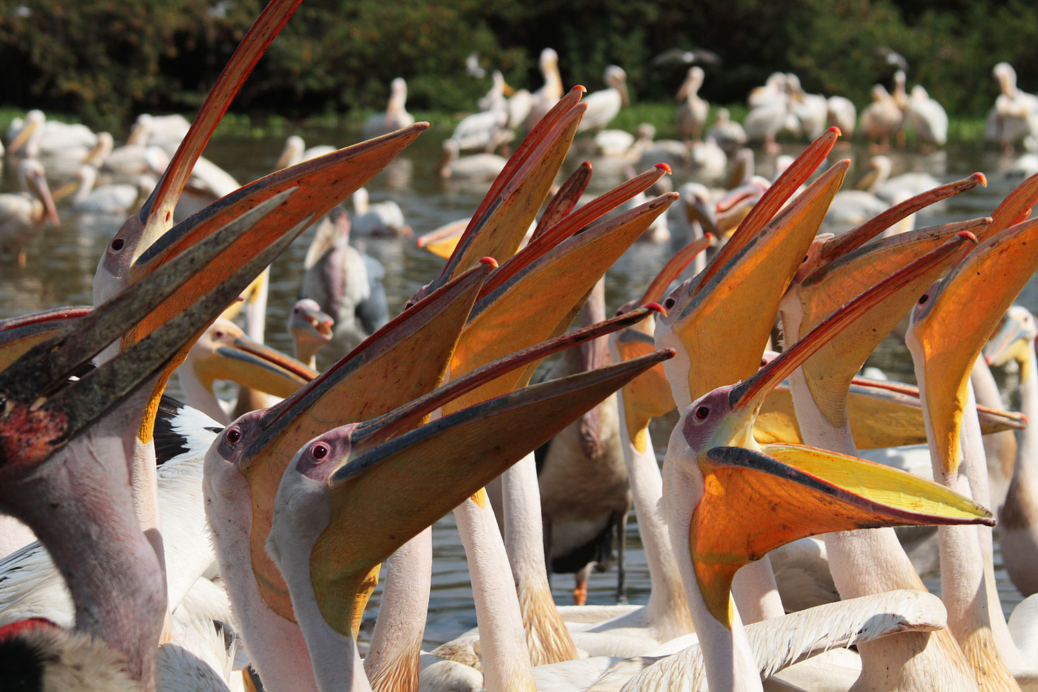 Pellicani ad Arba Minch