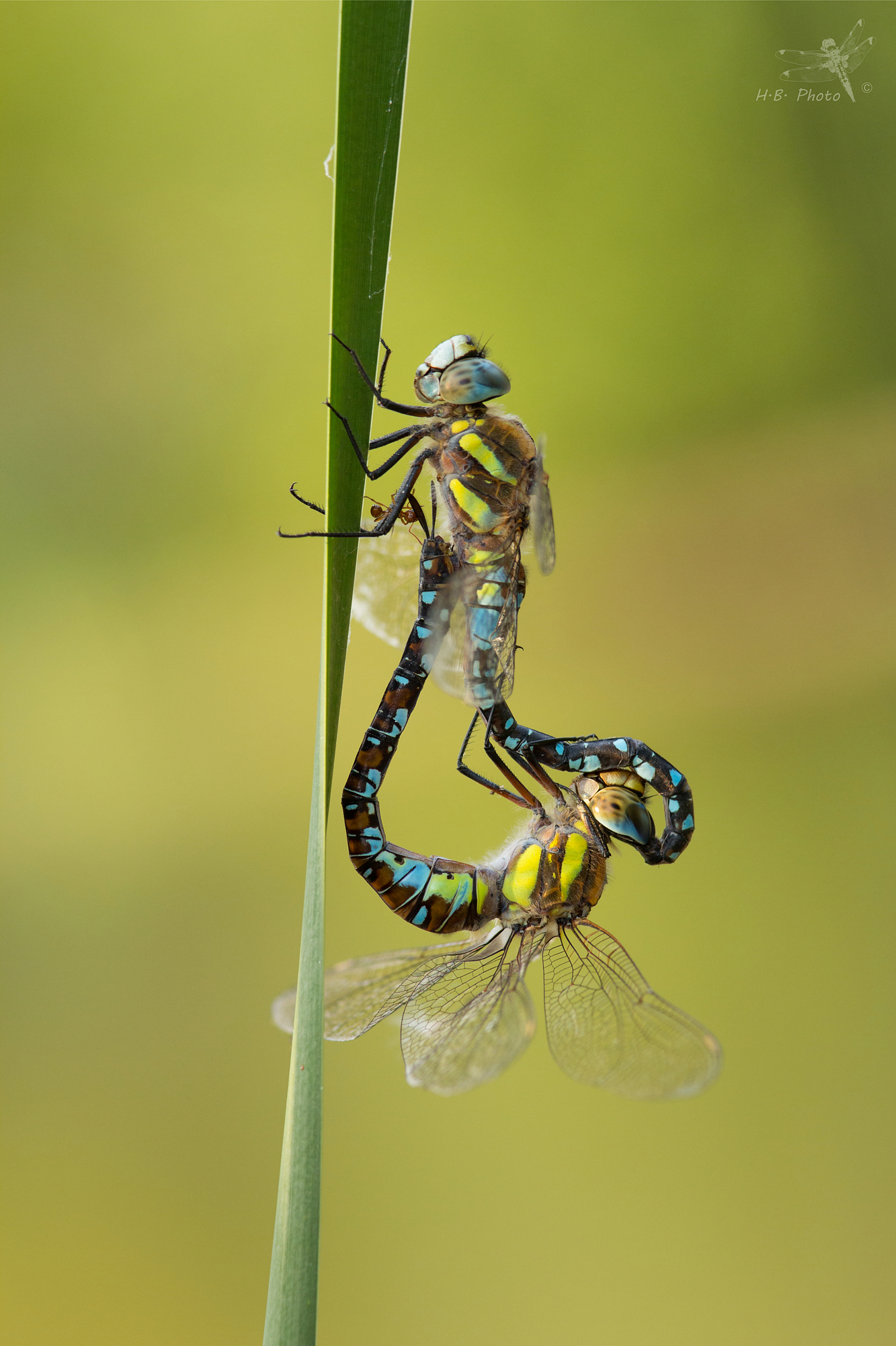 Aeshna mixta, copulation