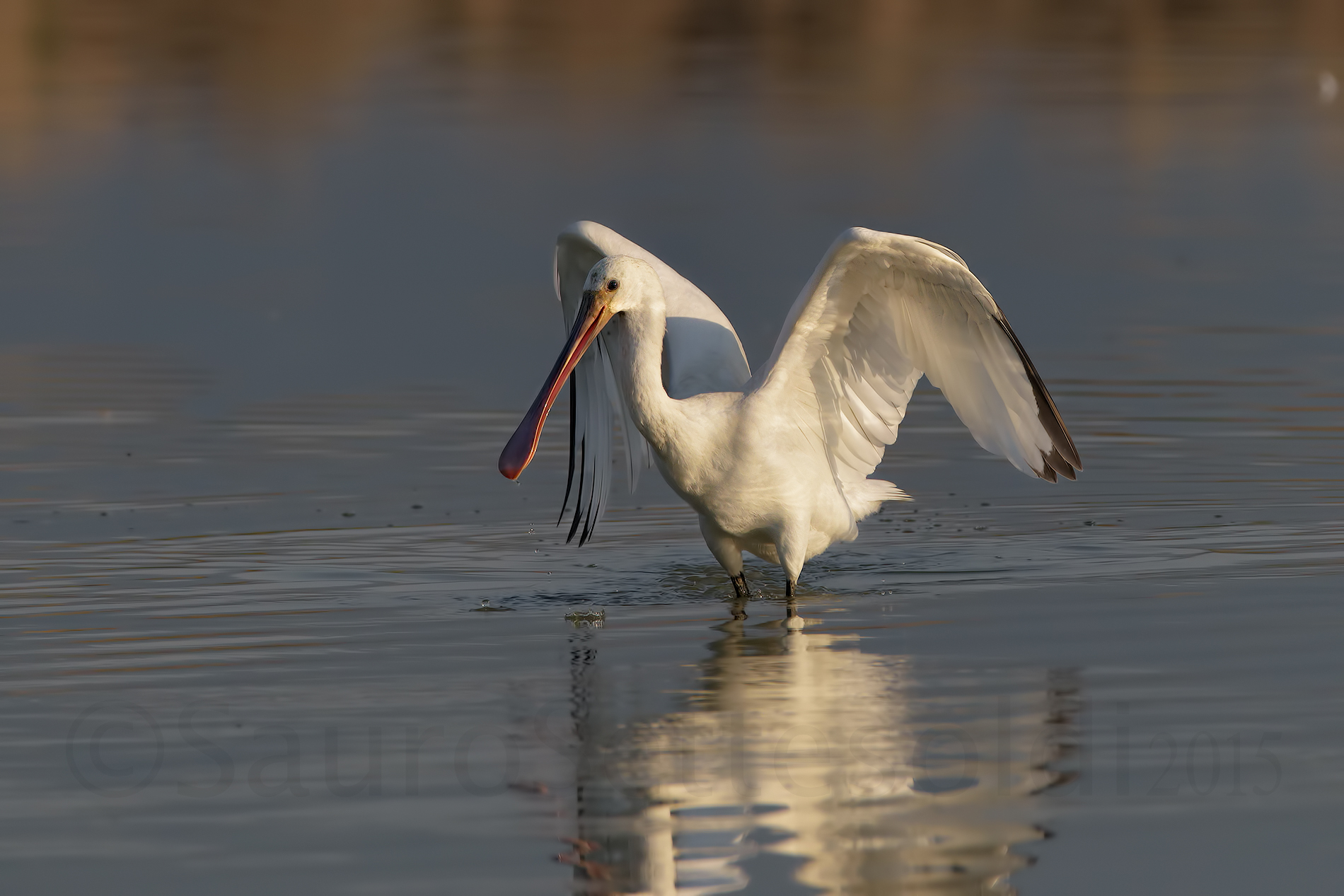 Spatola alle prime luci del mattino