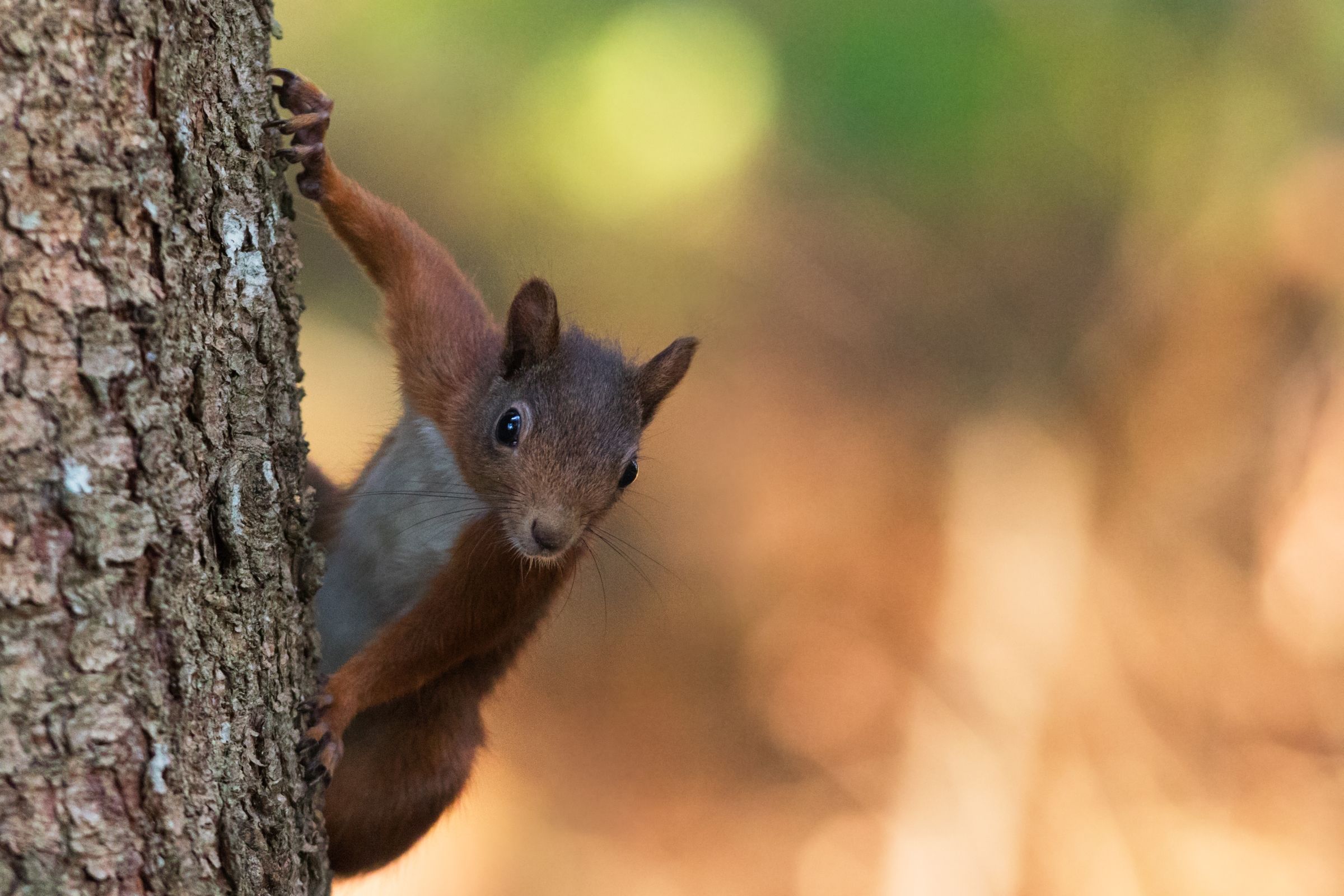 Tree climbing