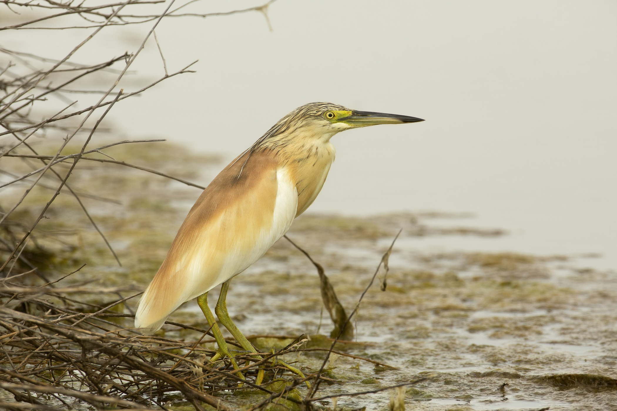 sgarza ciuffetto (ardeola ralloides)