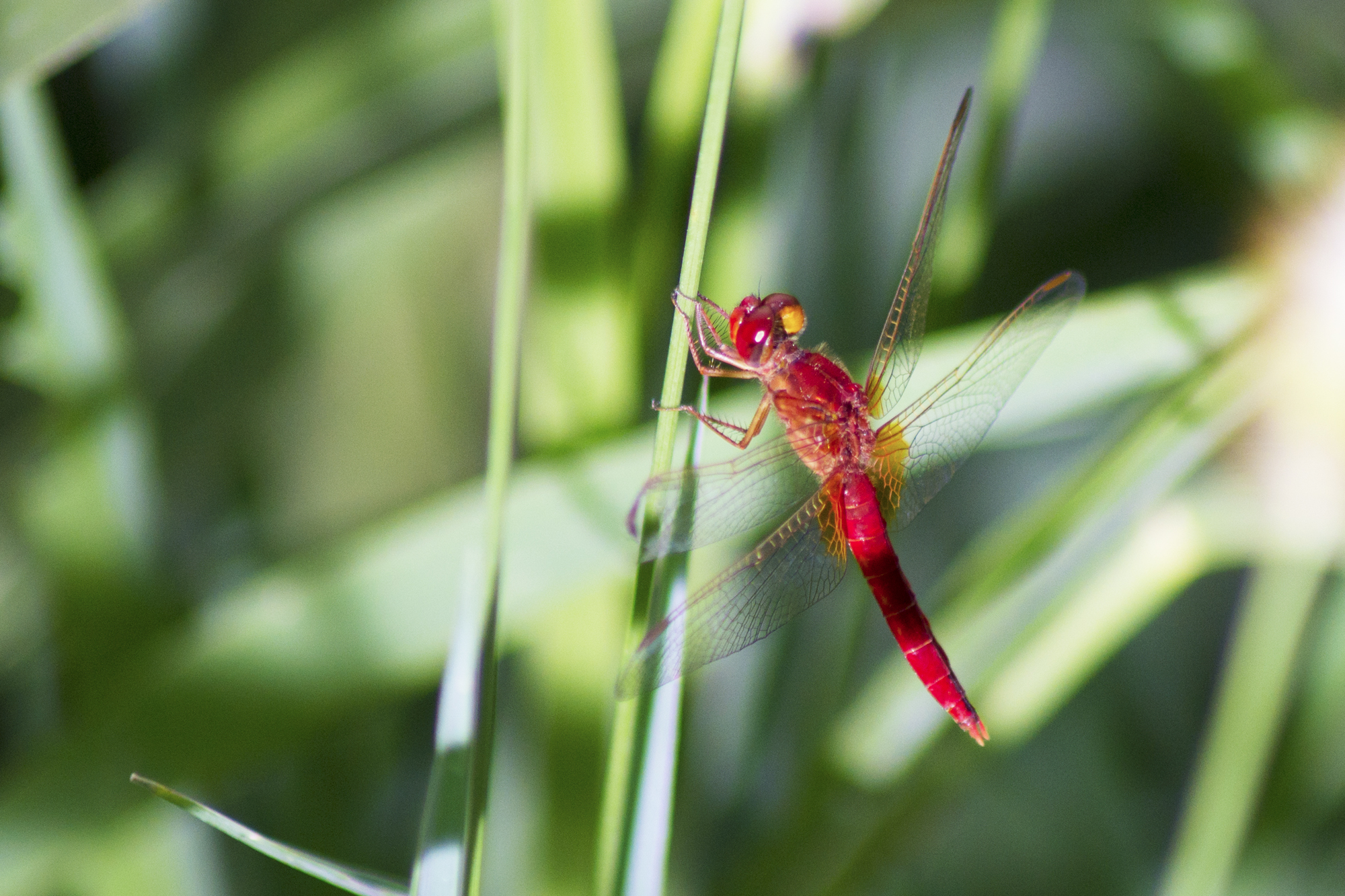 Red Dragonfly