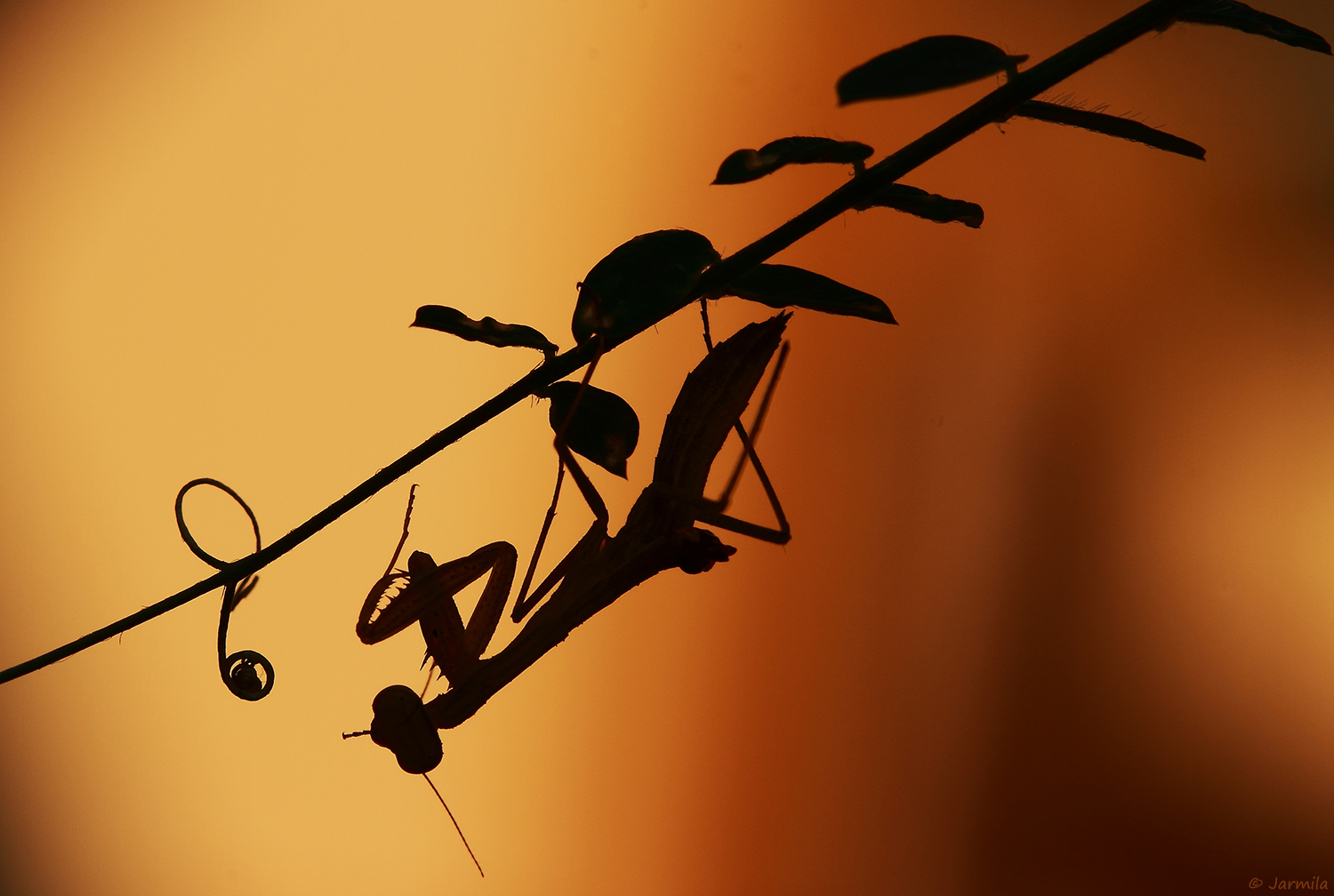 The small mantis at sunset