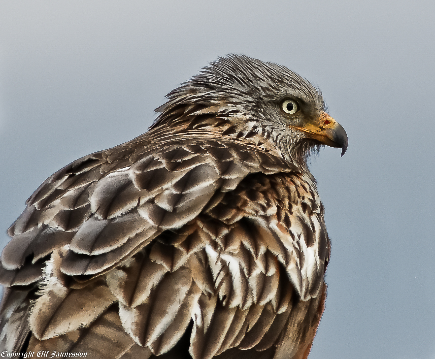 Red kite
