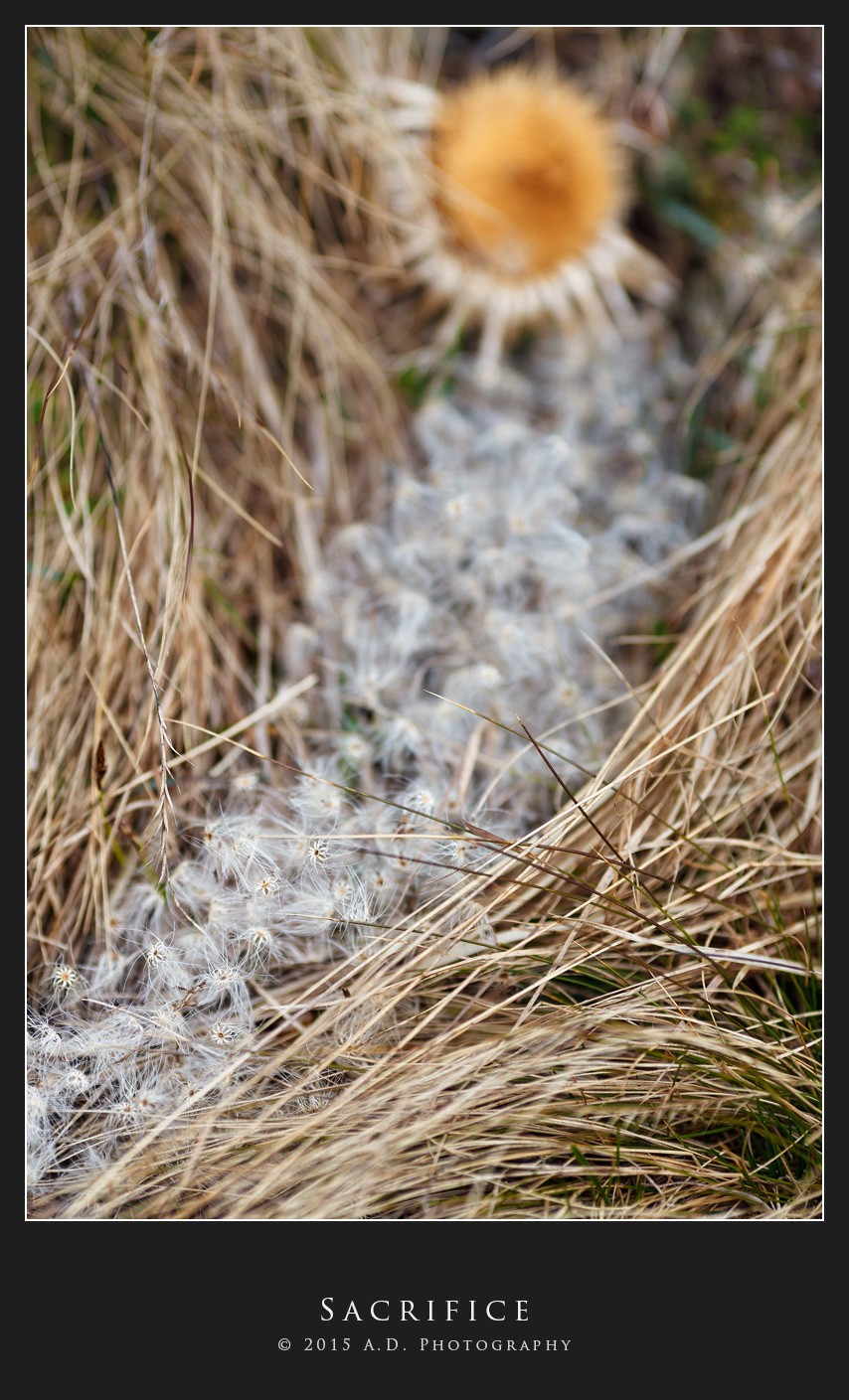 Sacrifice