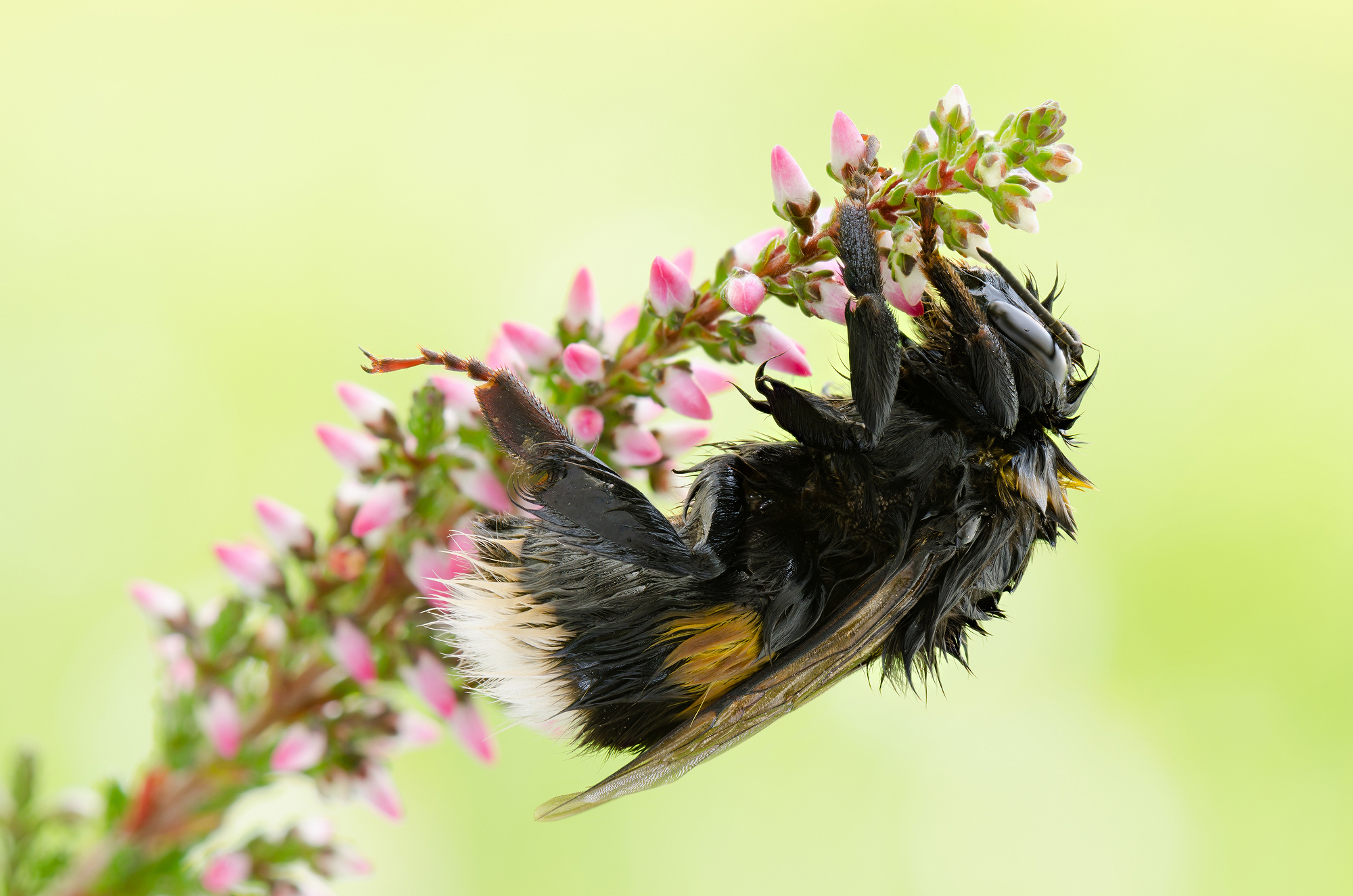 Bombus