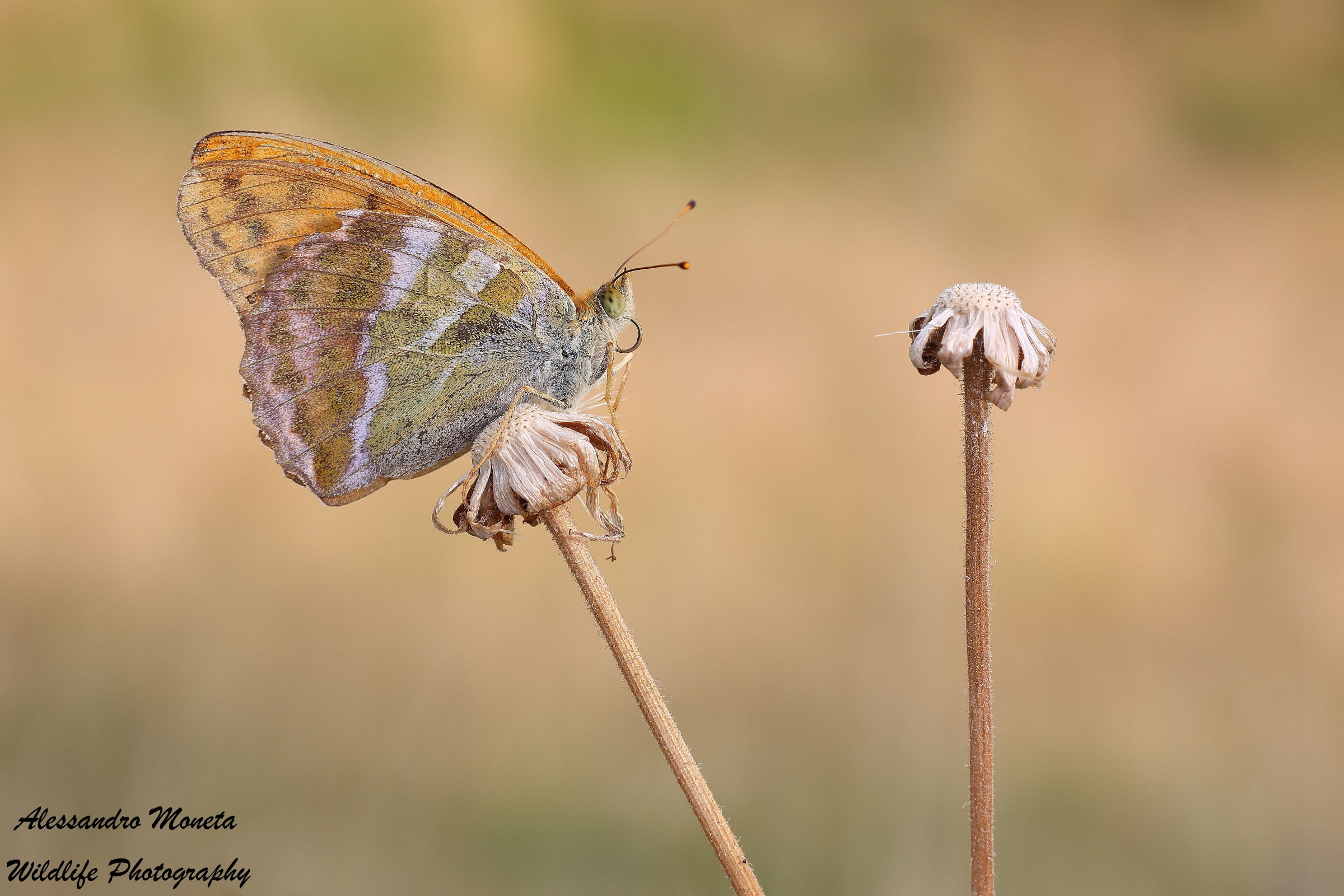 Argynnis Pandora