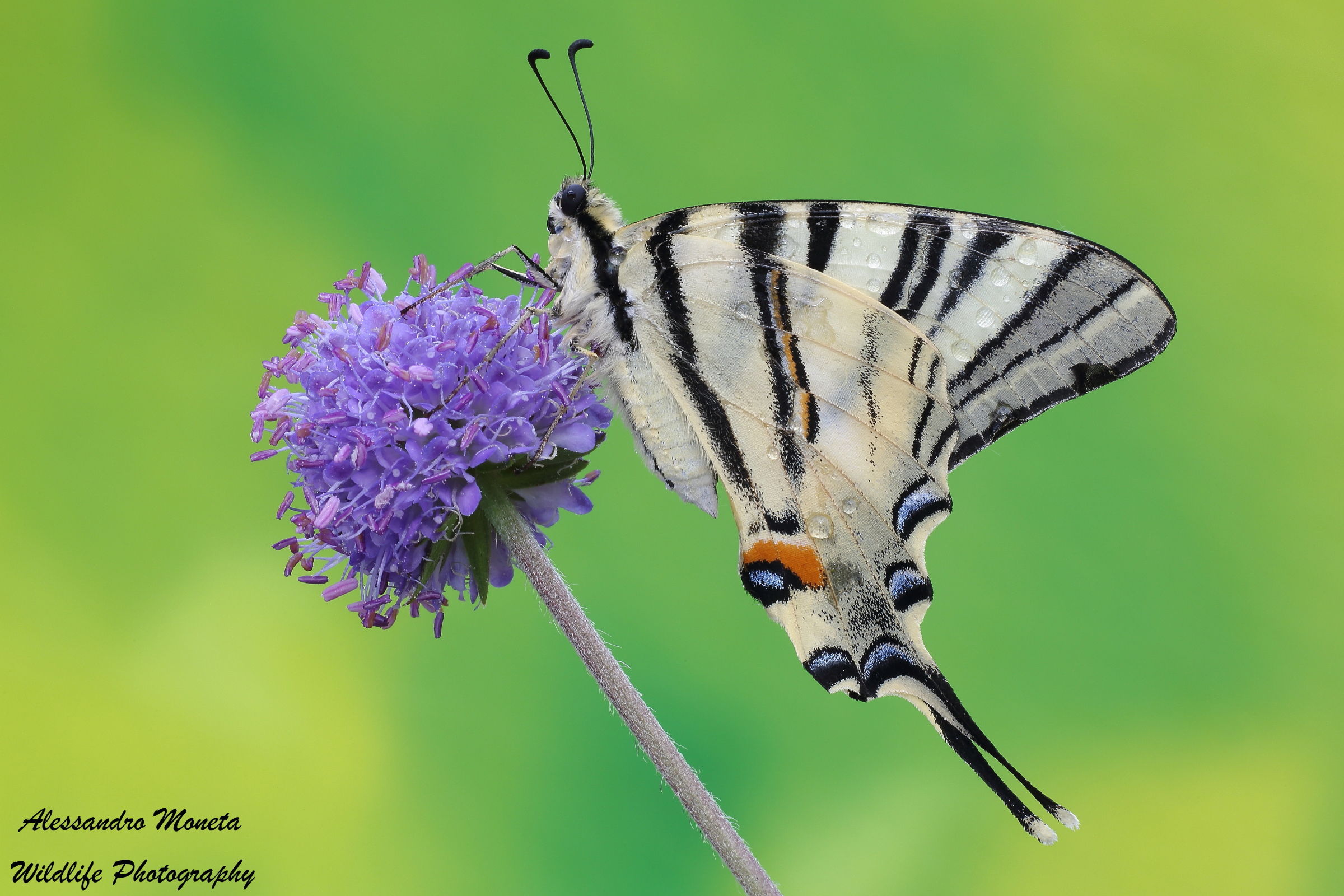 First Podalirius 2015