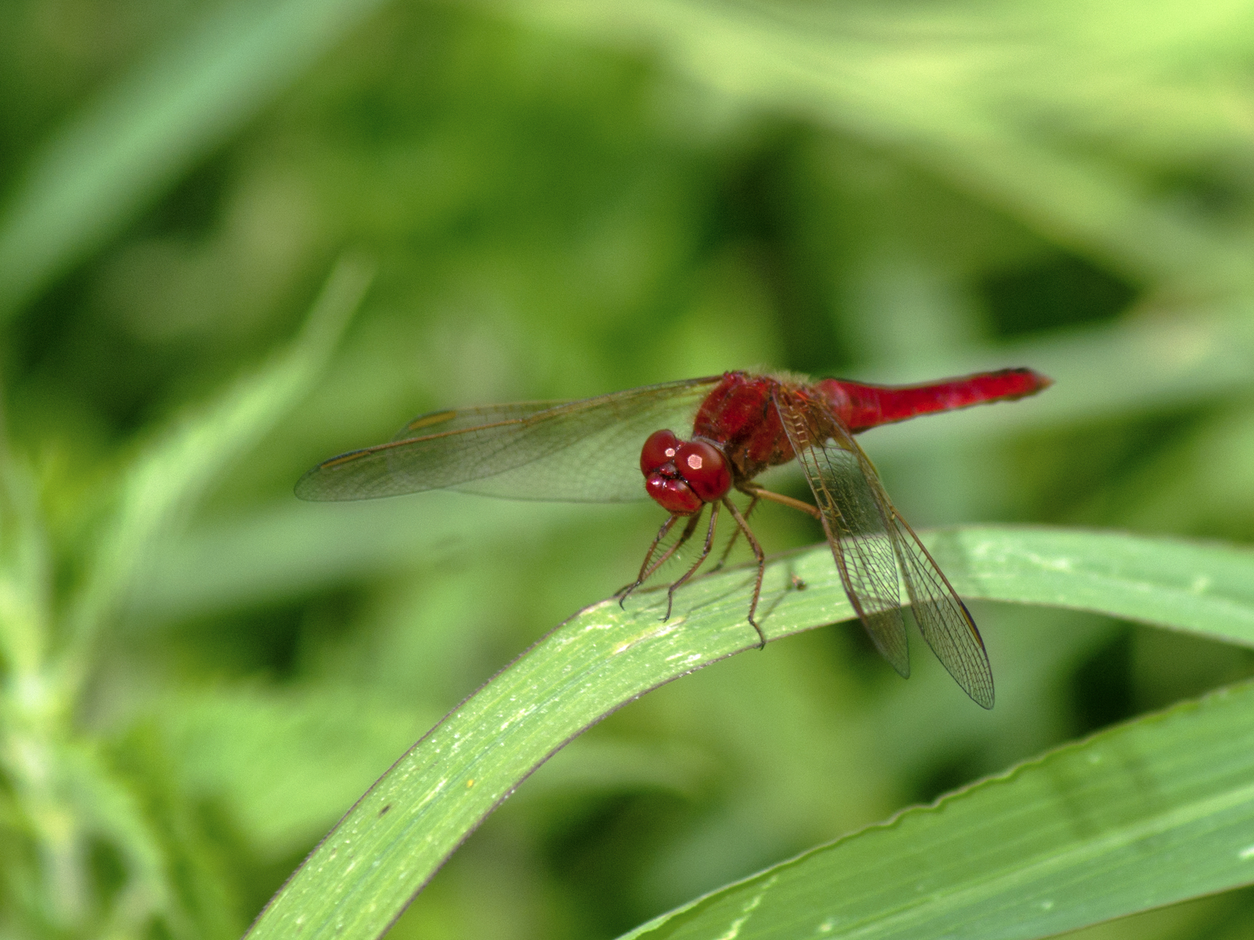 Red Dragonfly 2