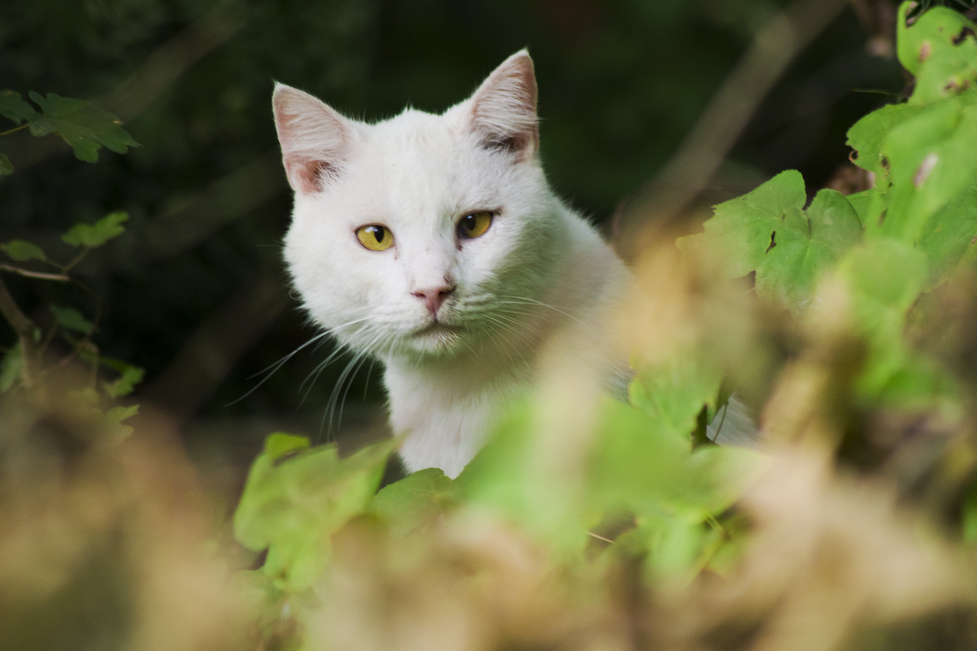 White Cat