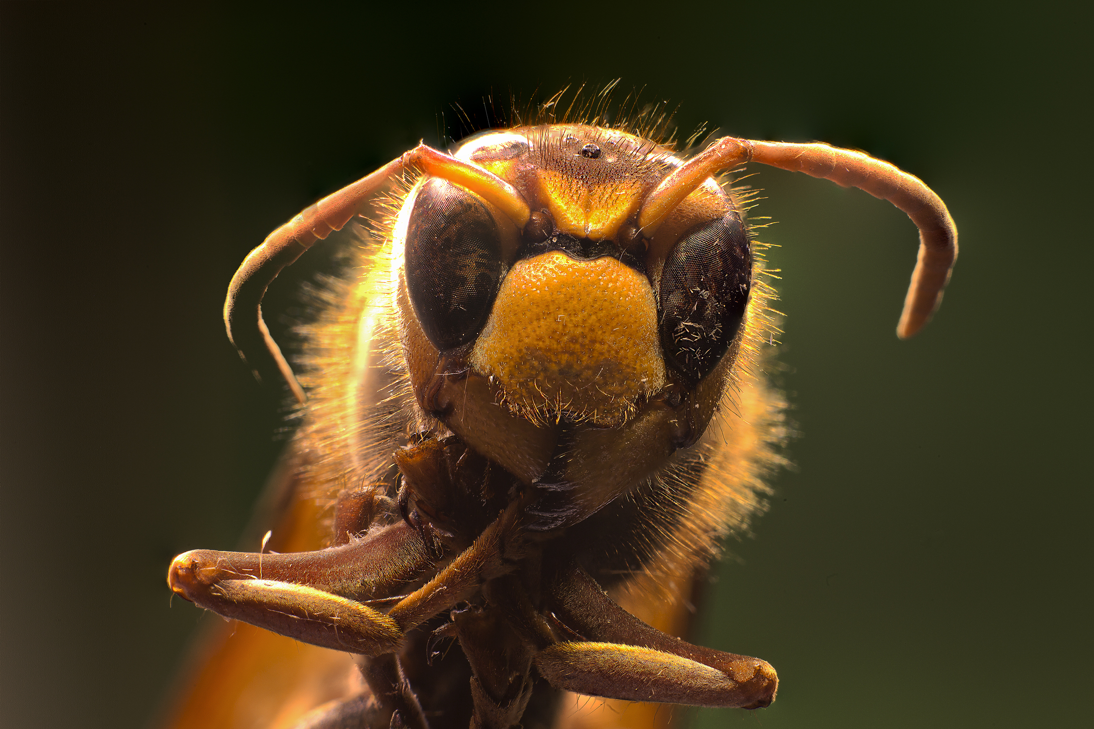 Hornet (Vespa crabro)