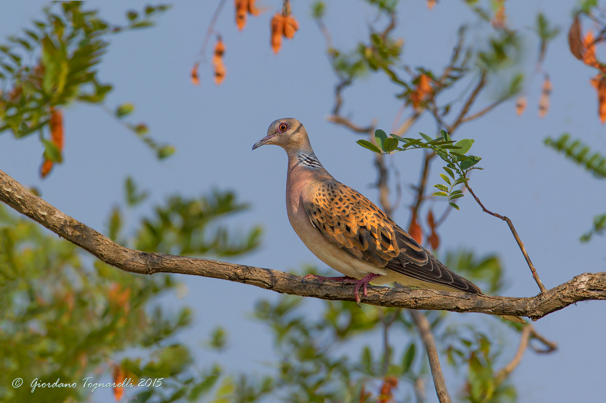 Turtle dove