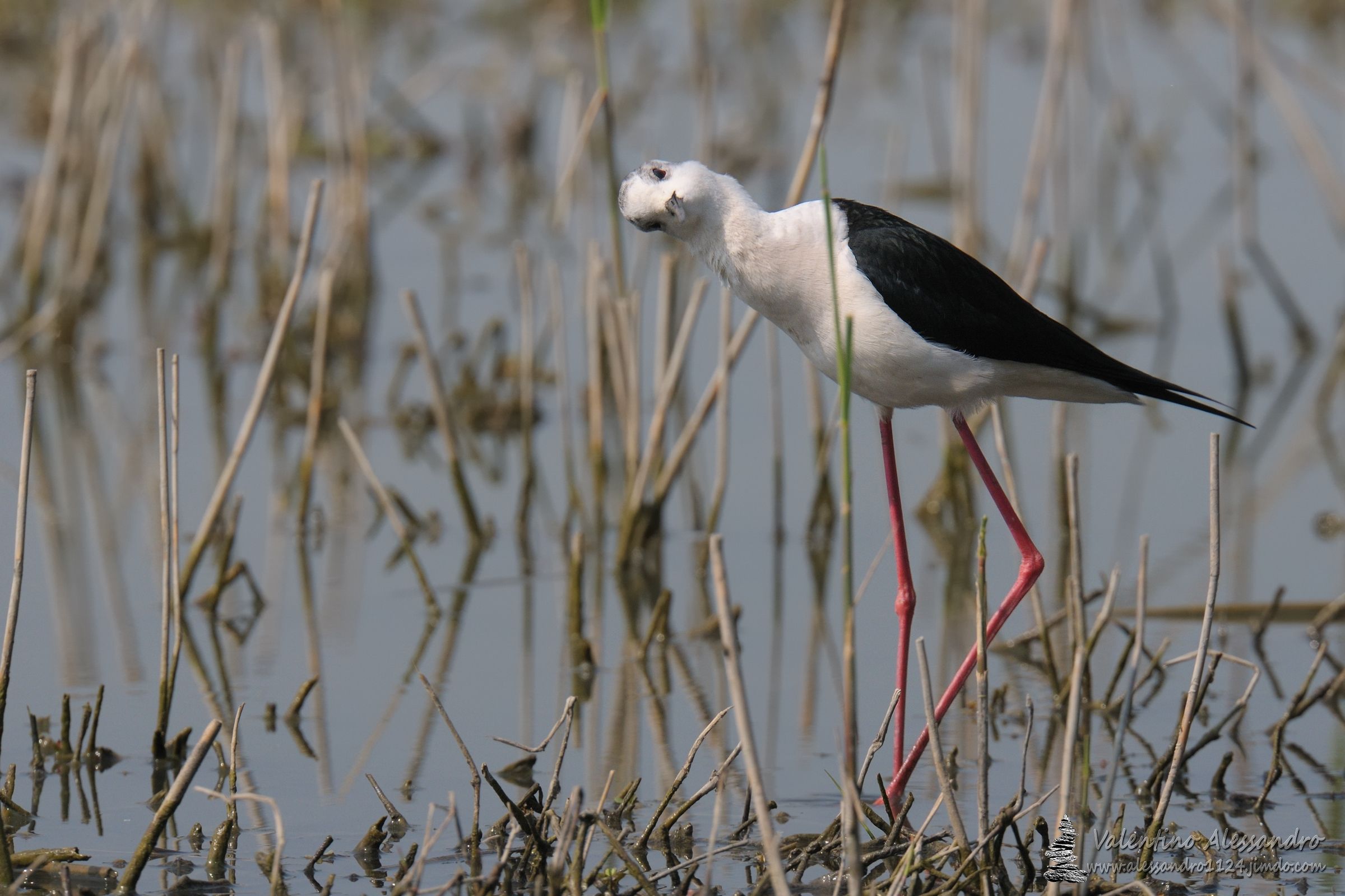 Mi sa che mi ha visto!