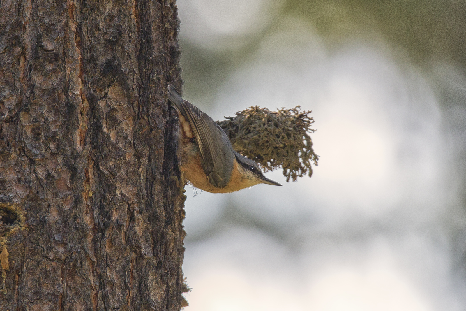 nuthatch
