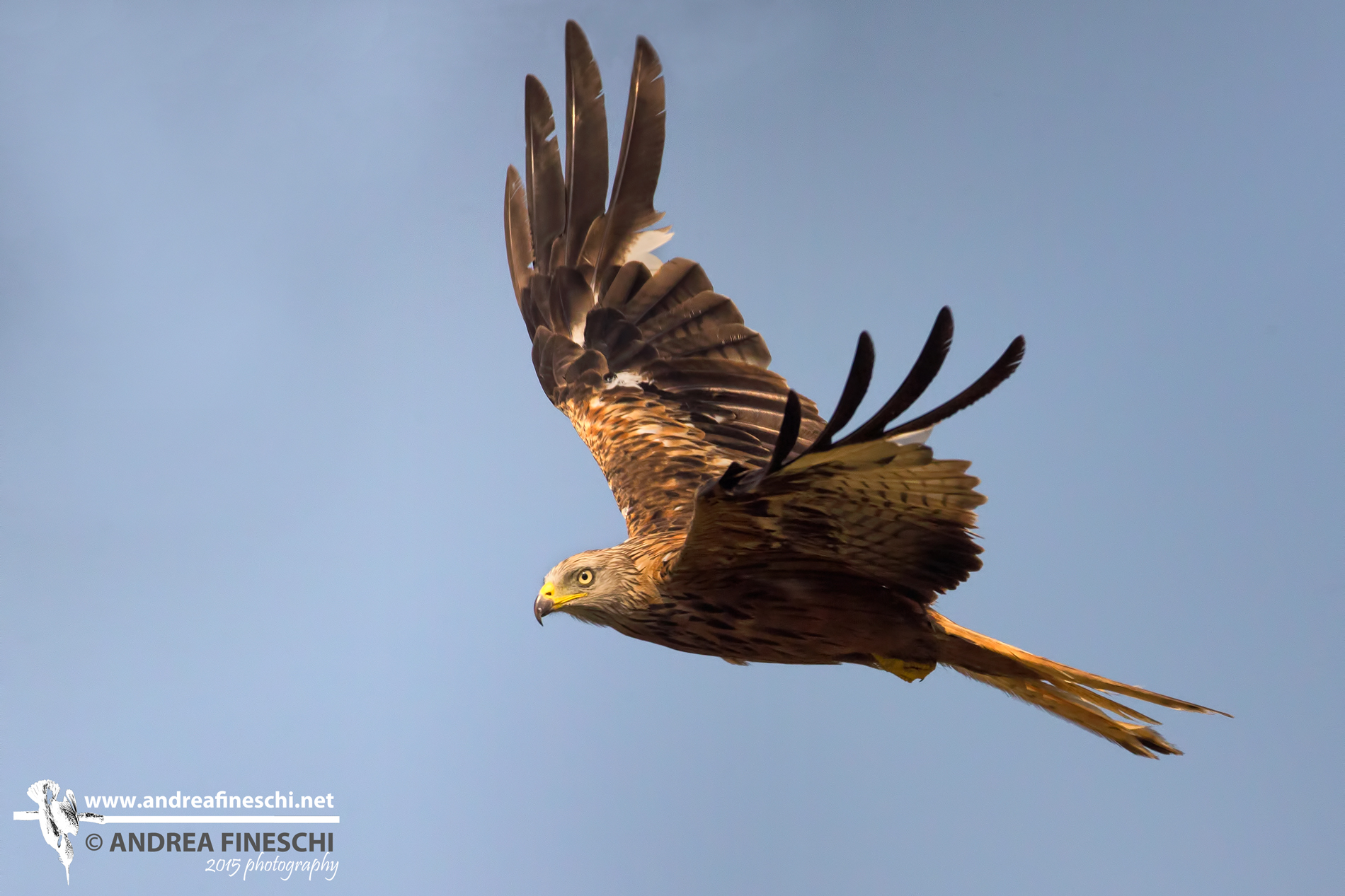 Nibbio reale in volo