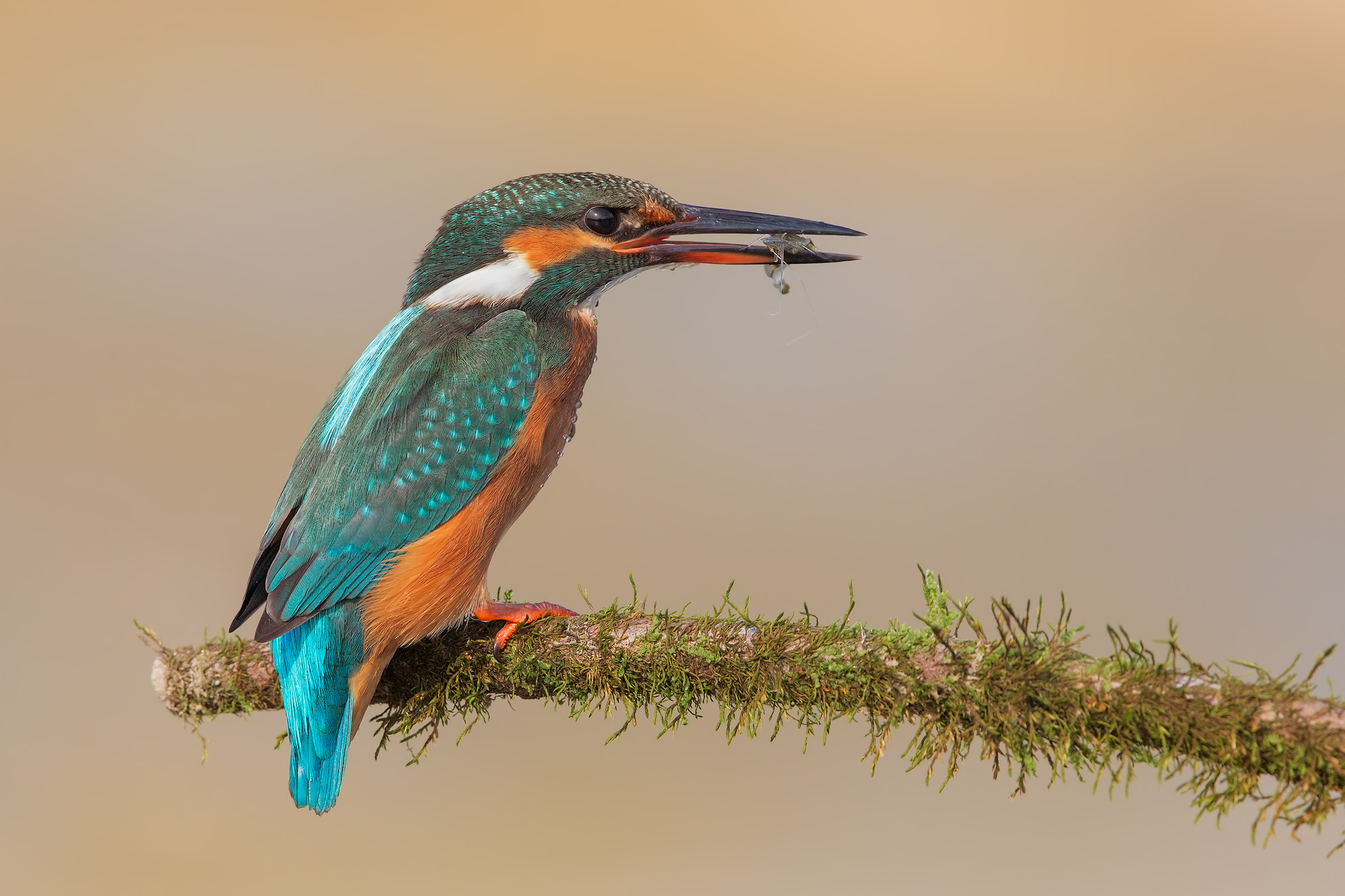Martina con preda insolita