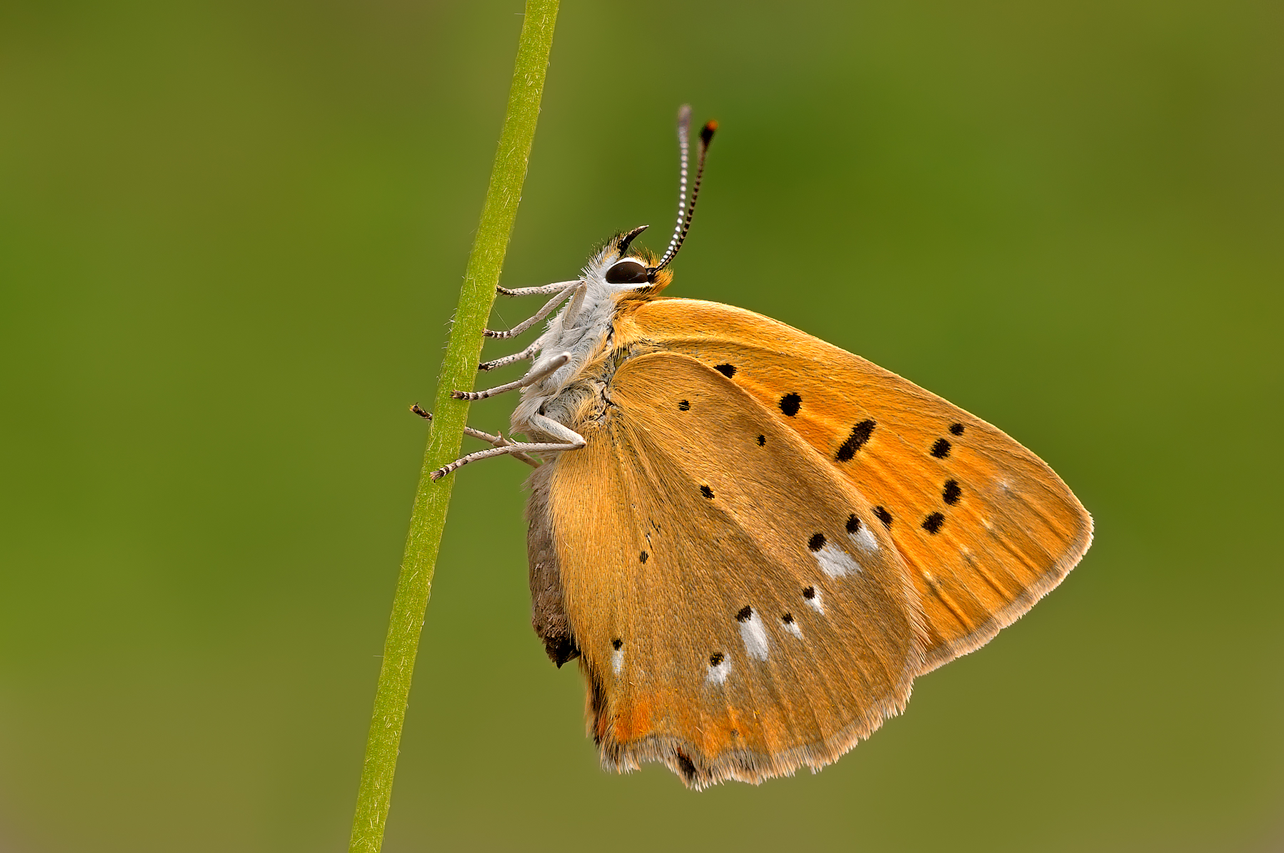 Lycaena virgaureae