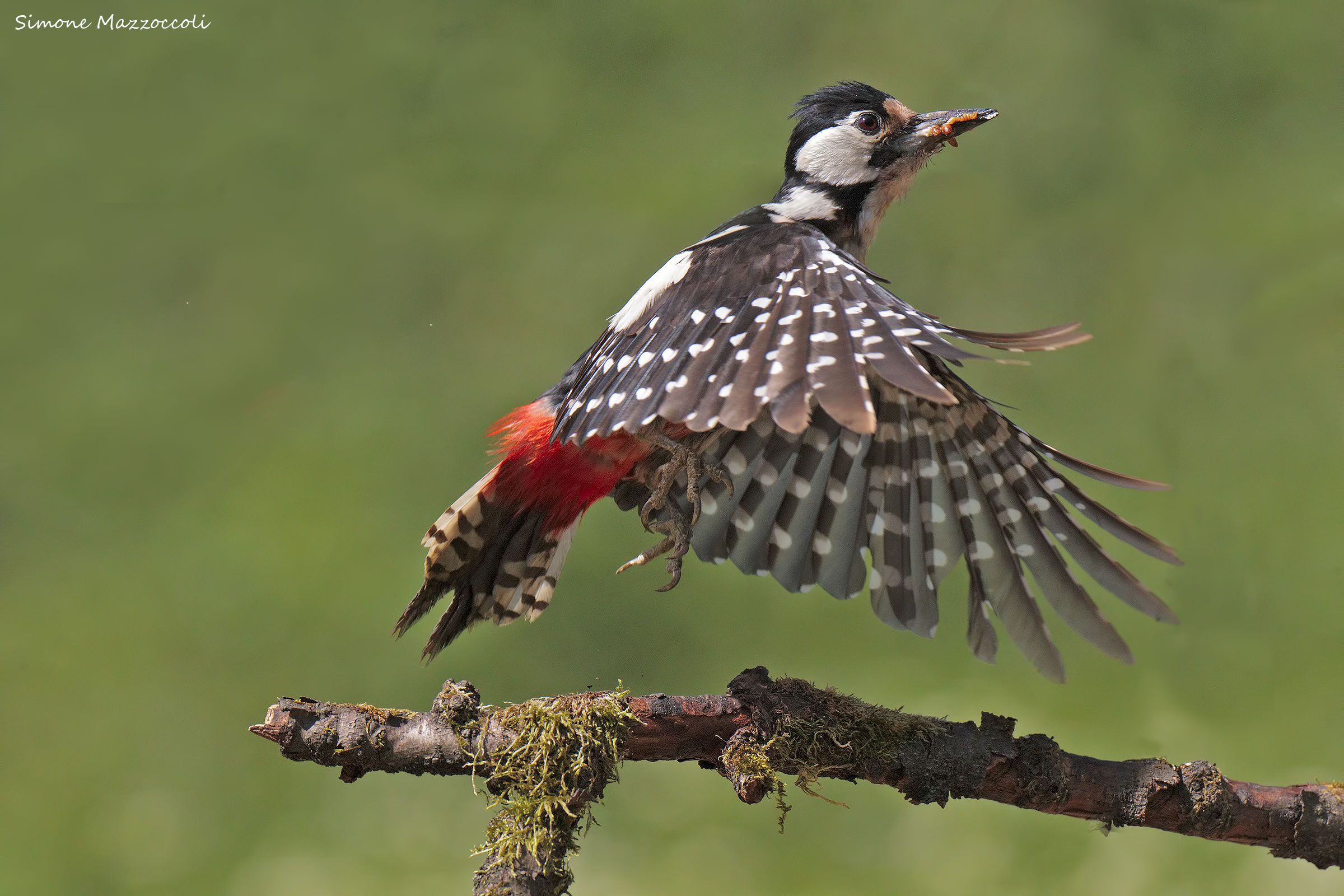 In volo verso la prole..