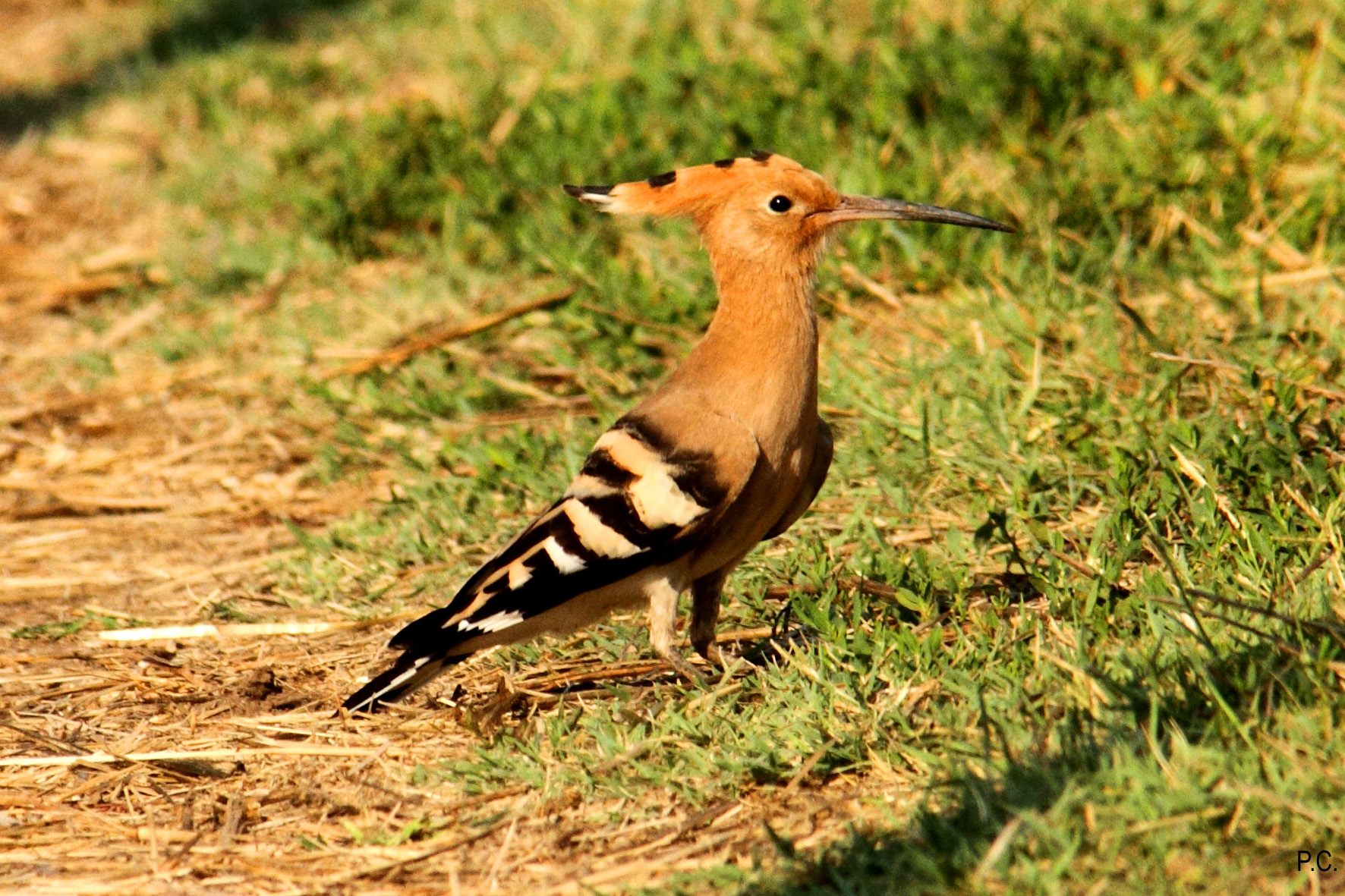 Serie upupa_foto segnaletica 1