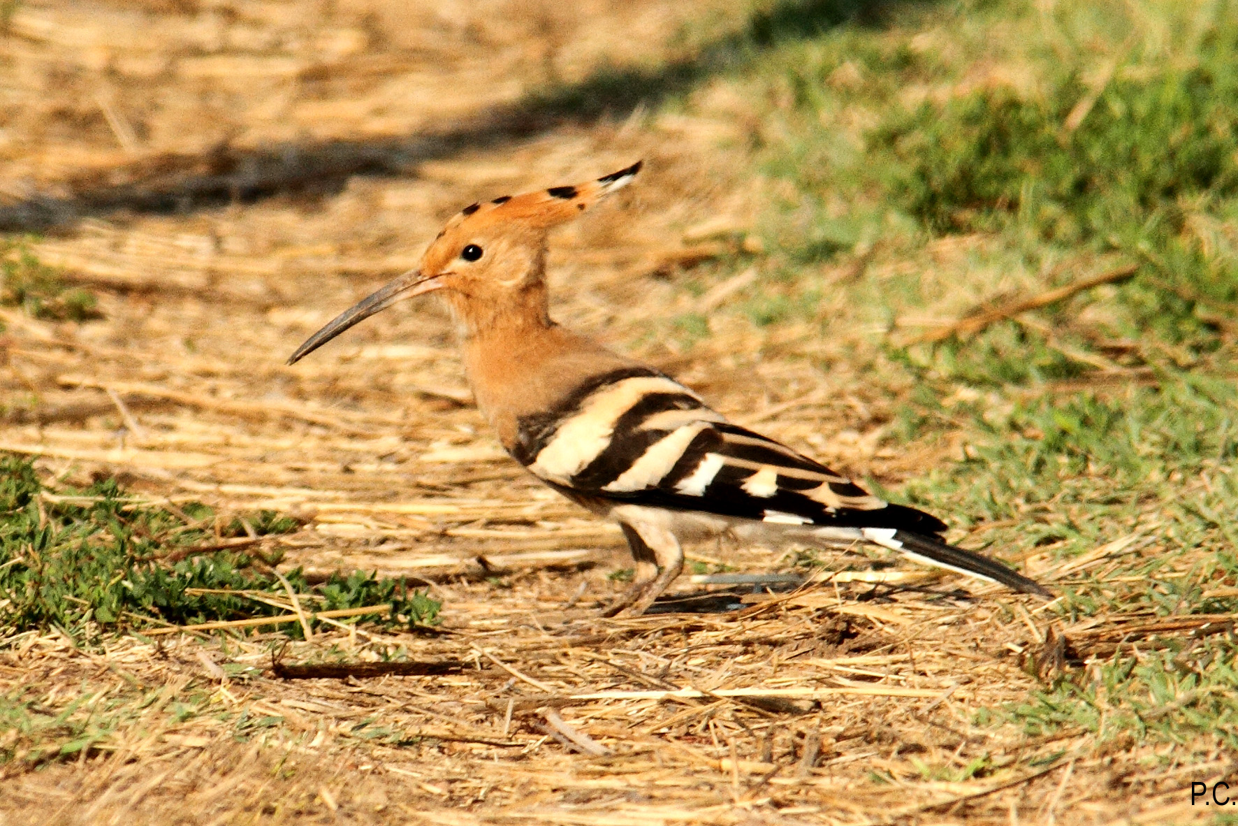 Serie upupa_foto segnaletica 2