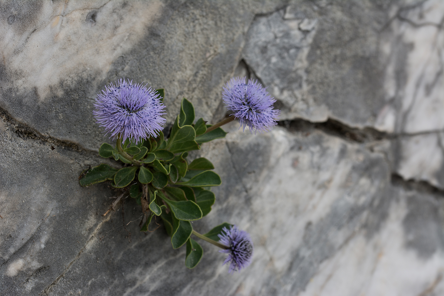 Globularia incanescens2