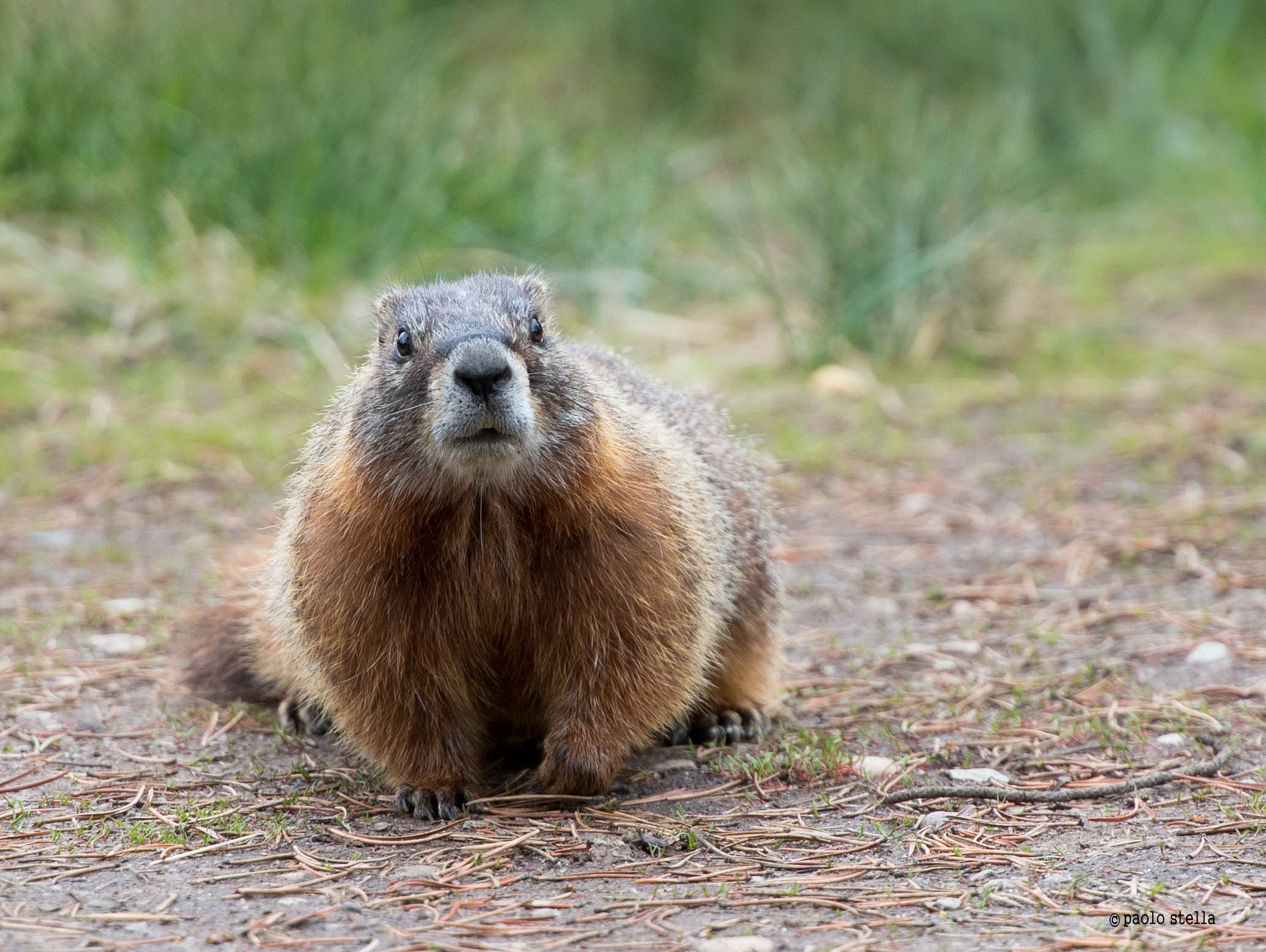 marmot curious
