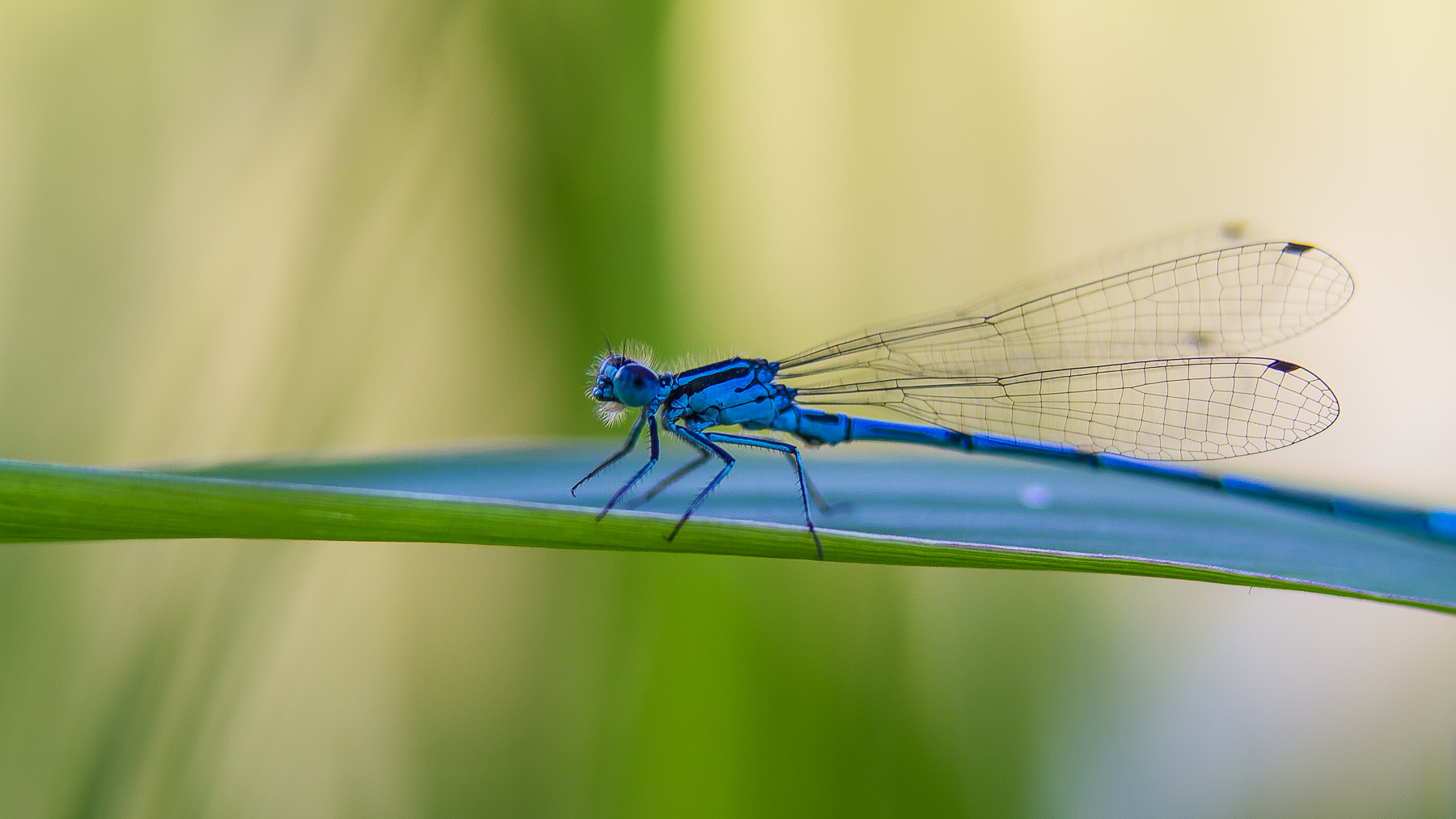 Blue Dragon fly