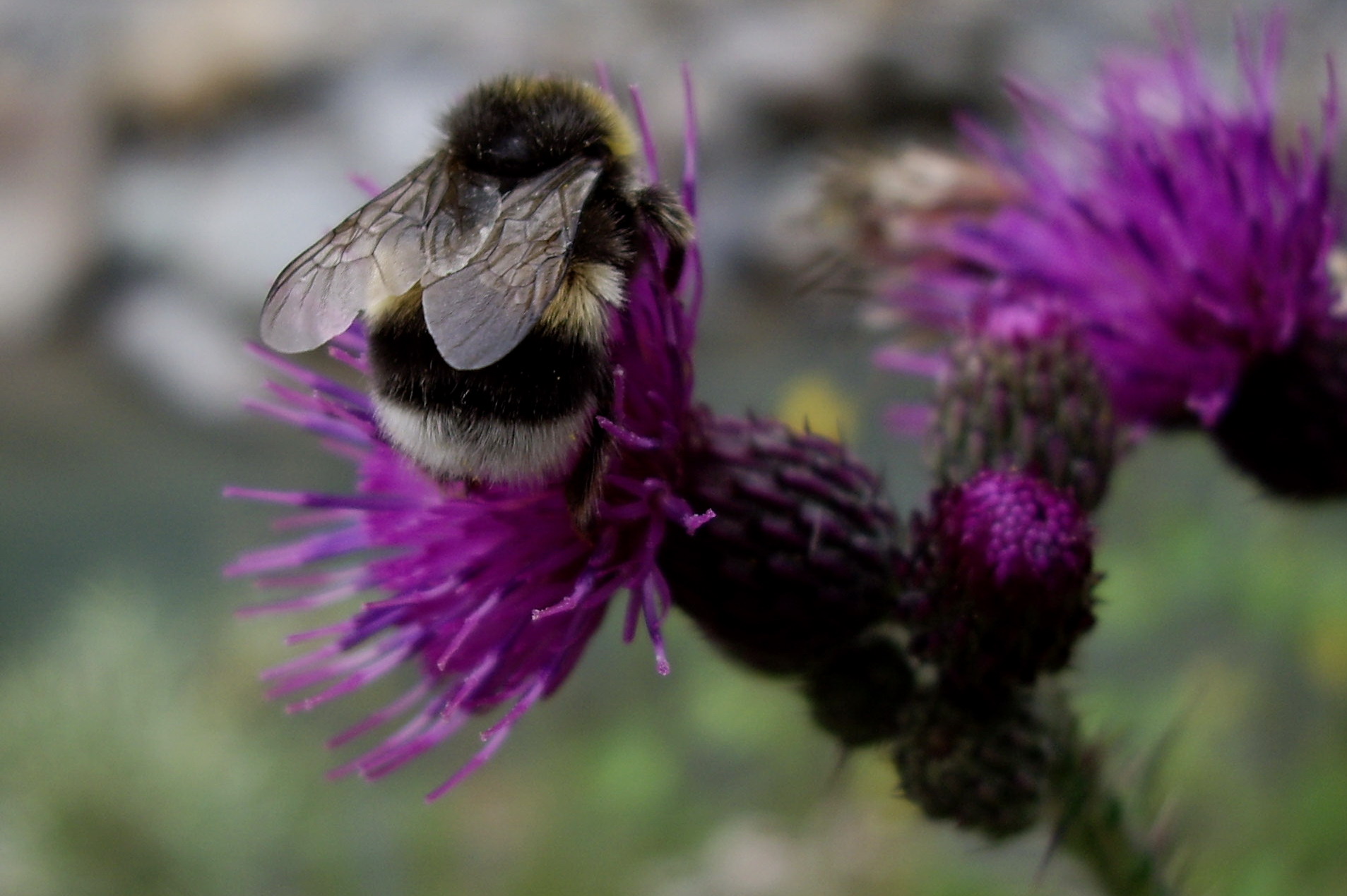 I remember the summer