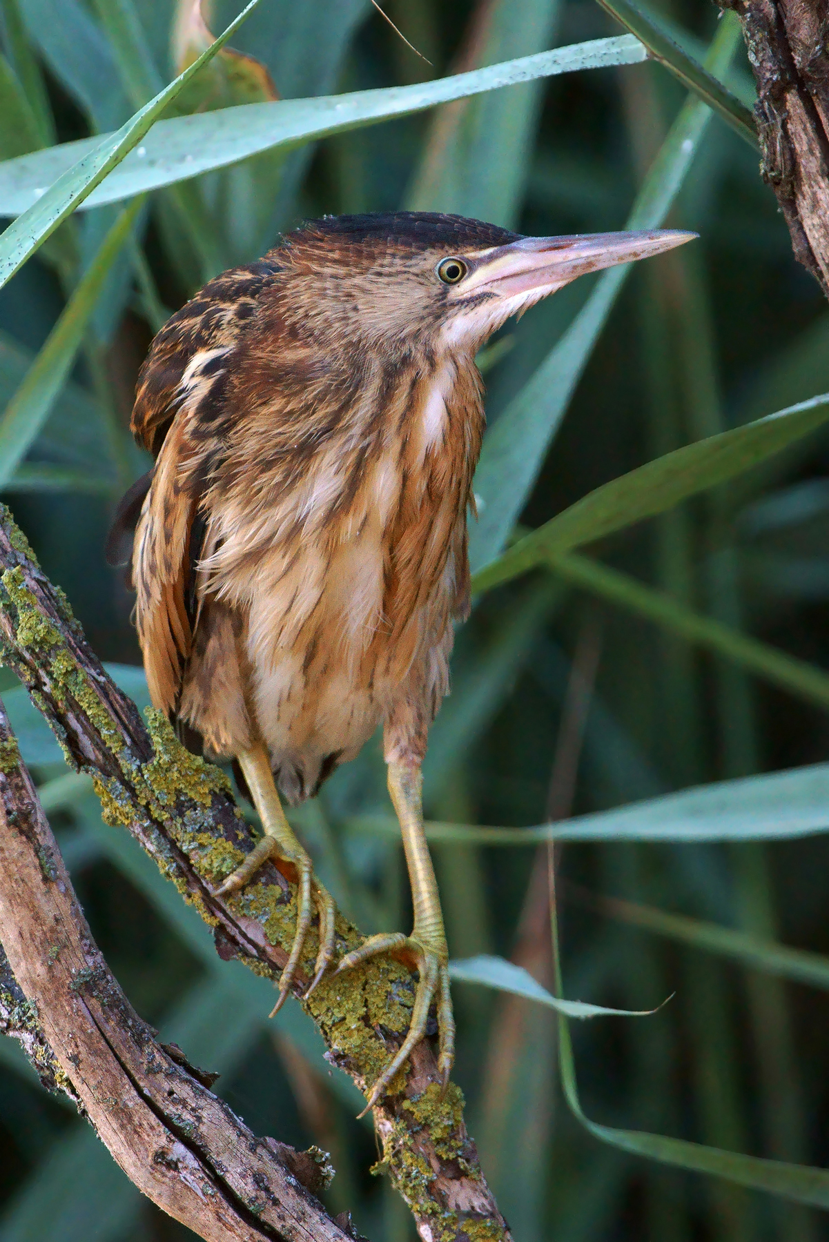Bittern young