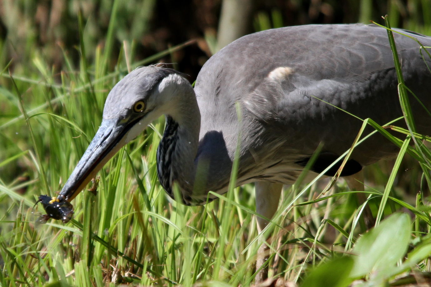 Grey Heron