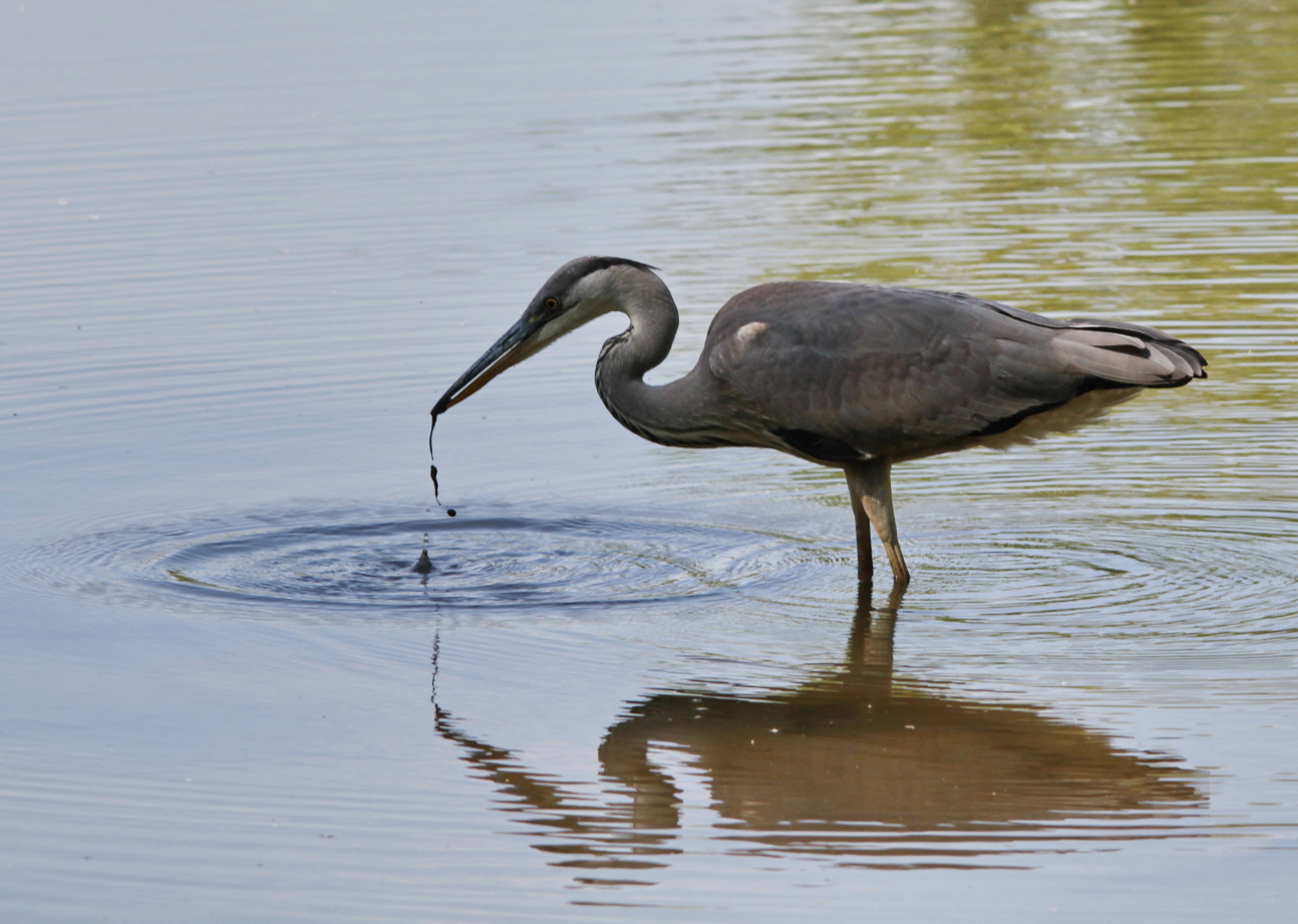 Grey Heron