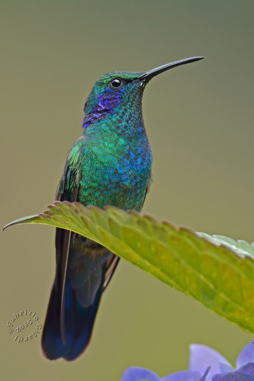 Colibrì orecchieviola talassino (Colibri thalassinus)