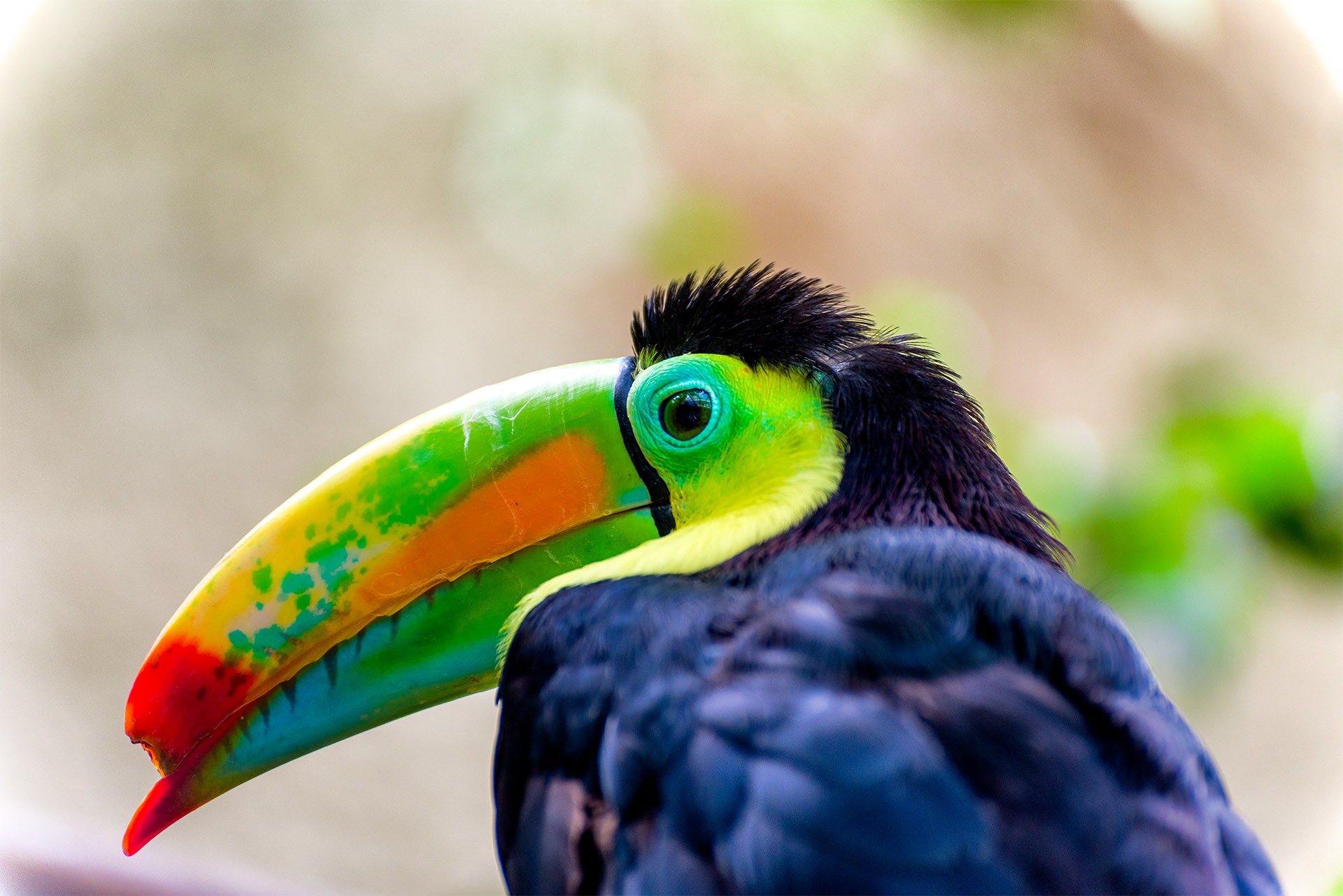 Toucan