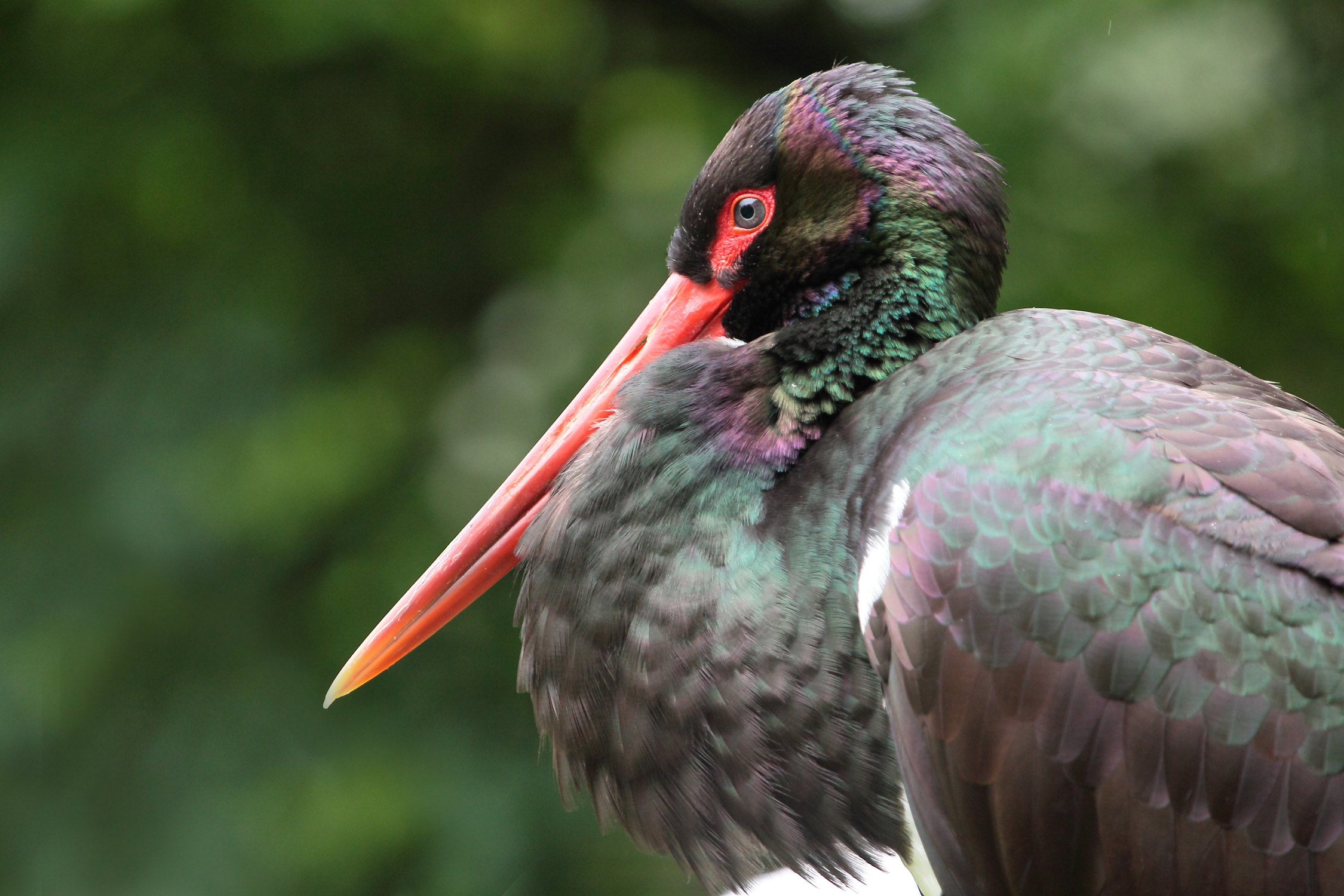Black Stork