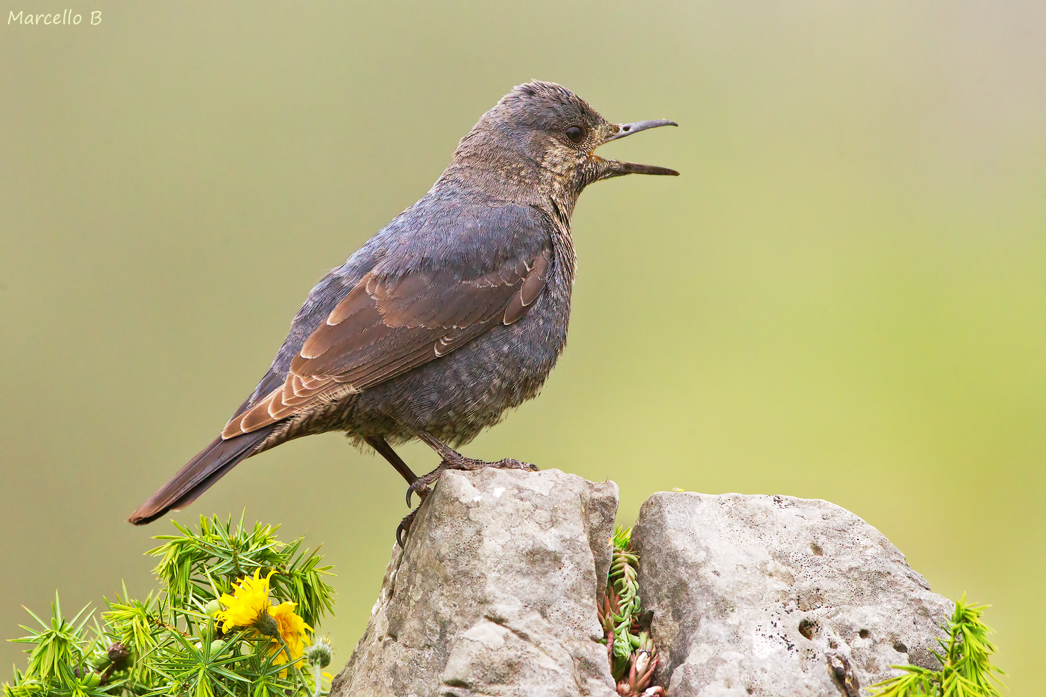 Lonely Sparrow (female) Apuan Alps