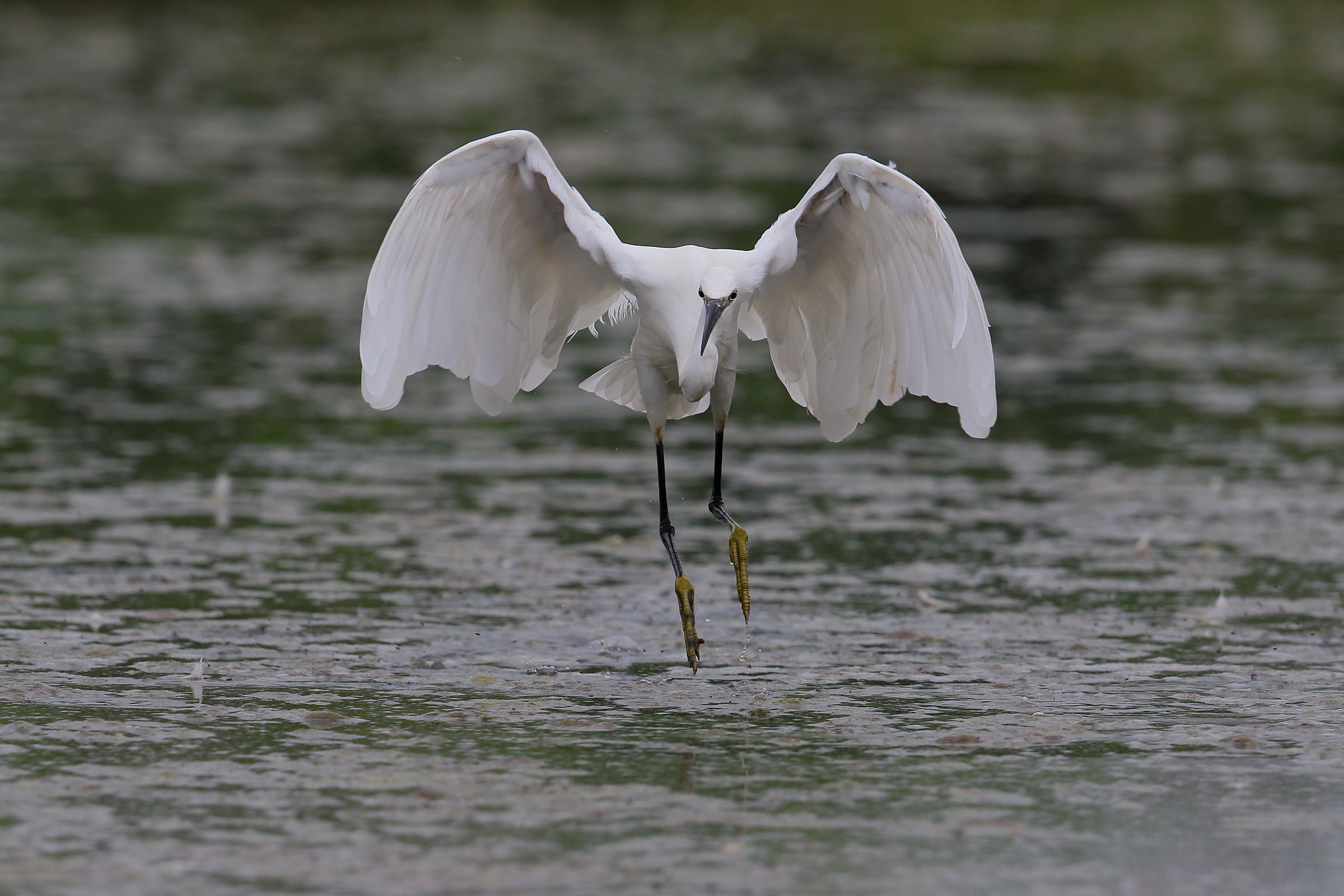 Little Egret hunting