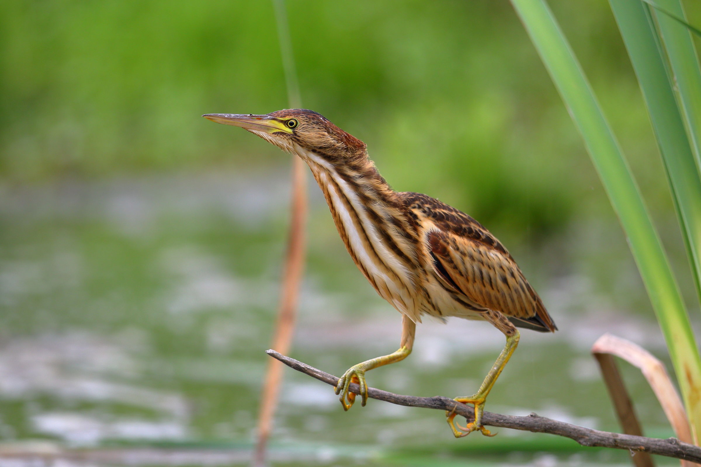 Bittern