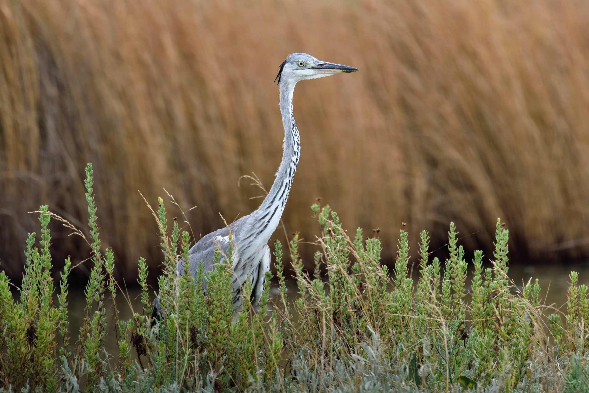 Grey Heron