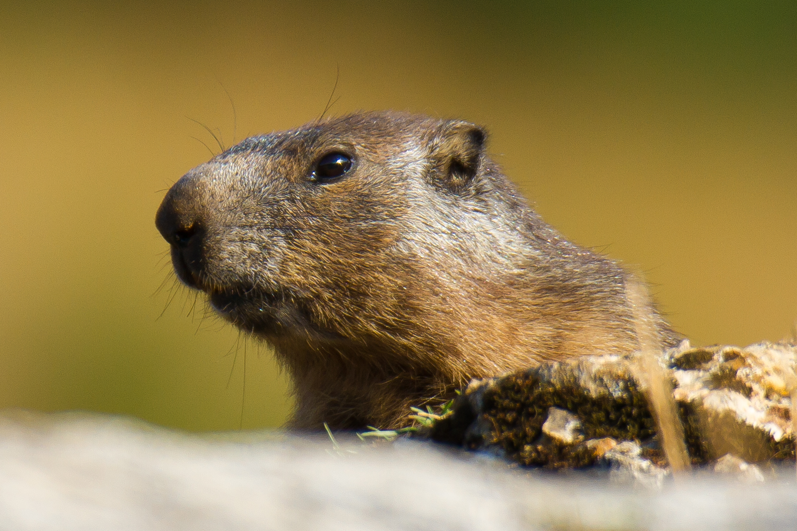 marmotta