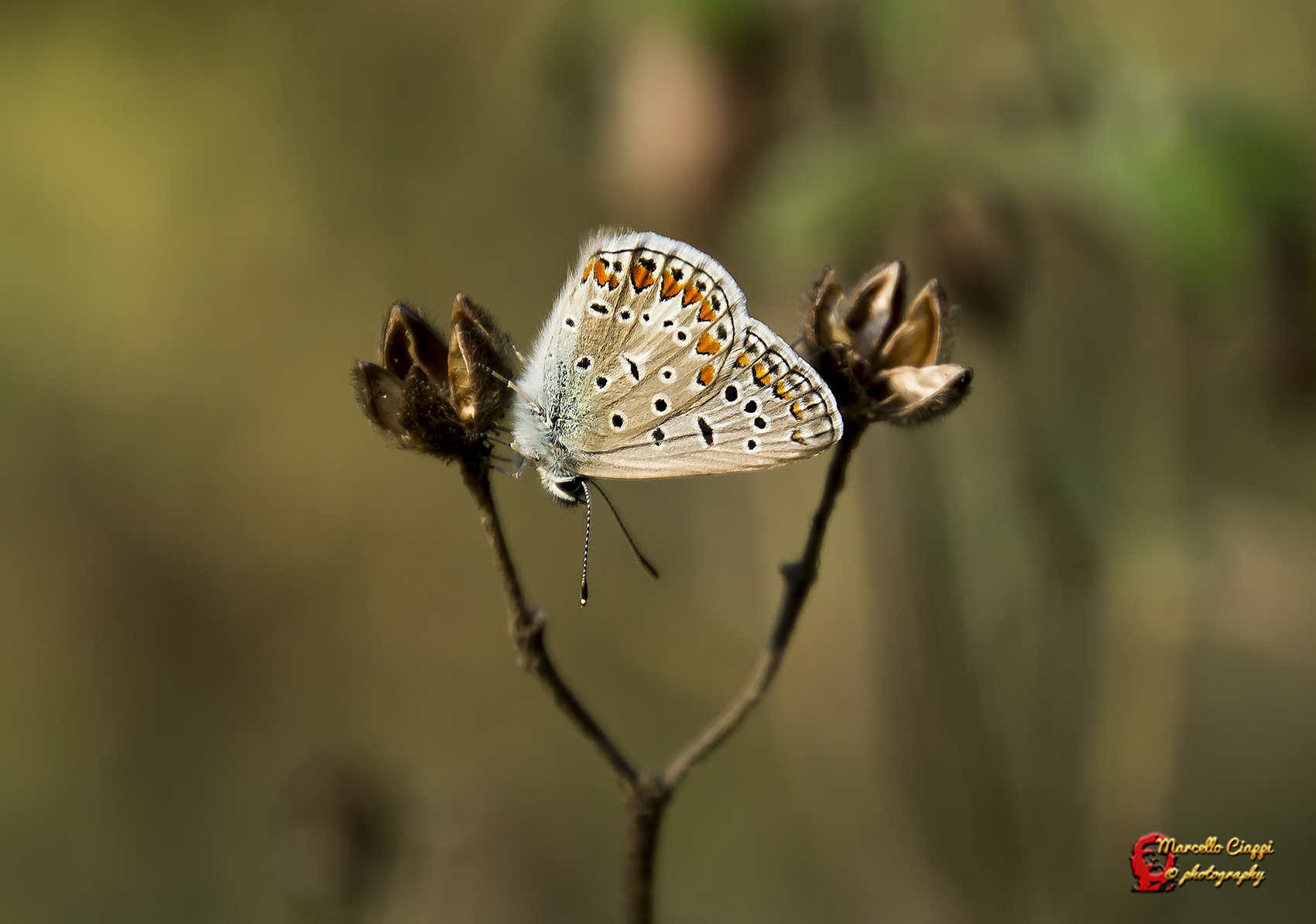 Polyommatus icarus