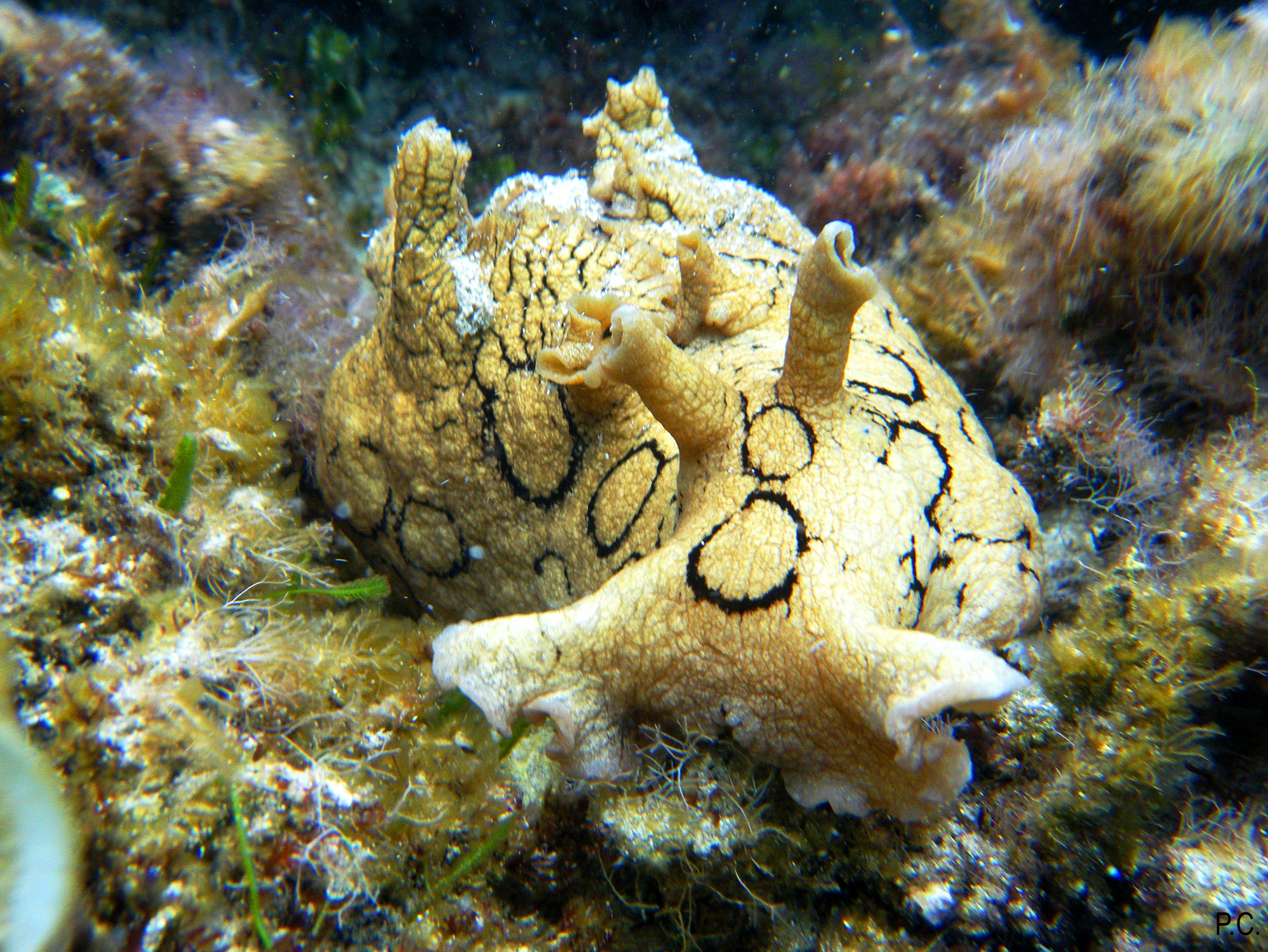 Aplysia dactylomela_1