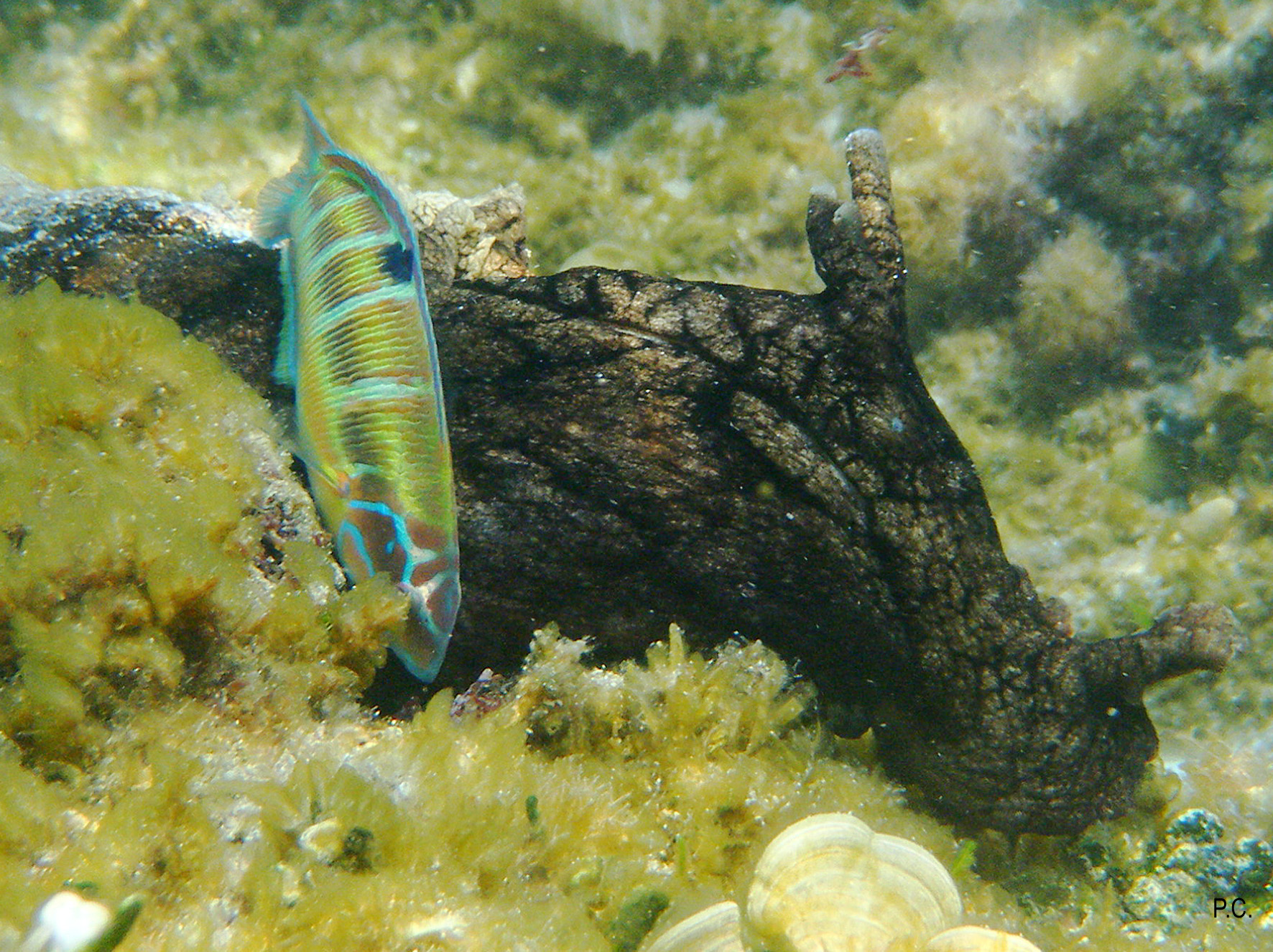 The slug with the damsel