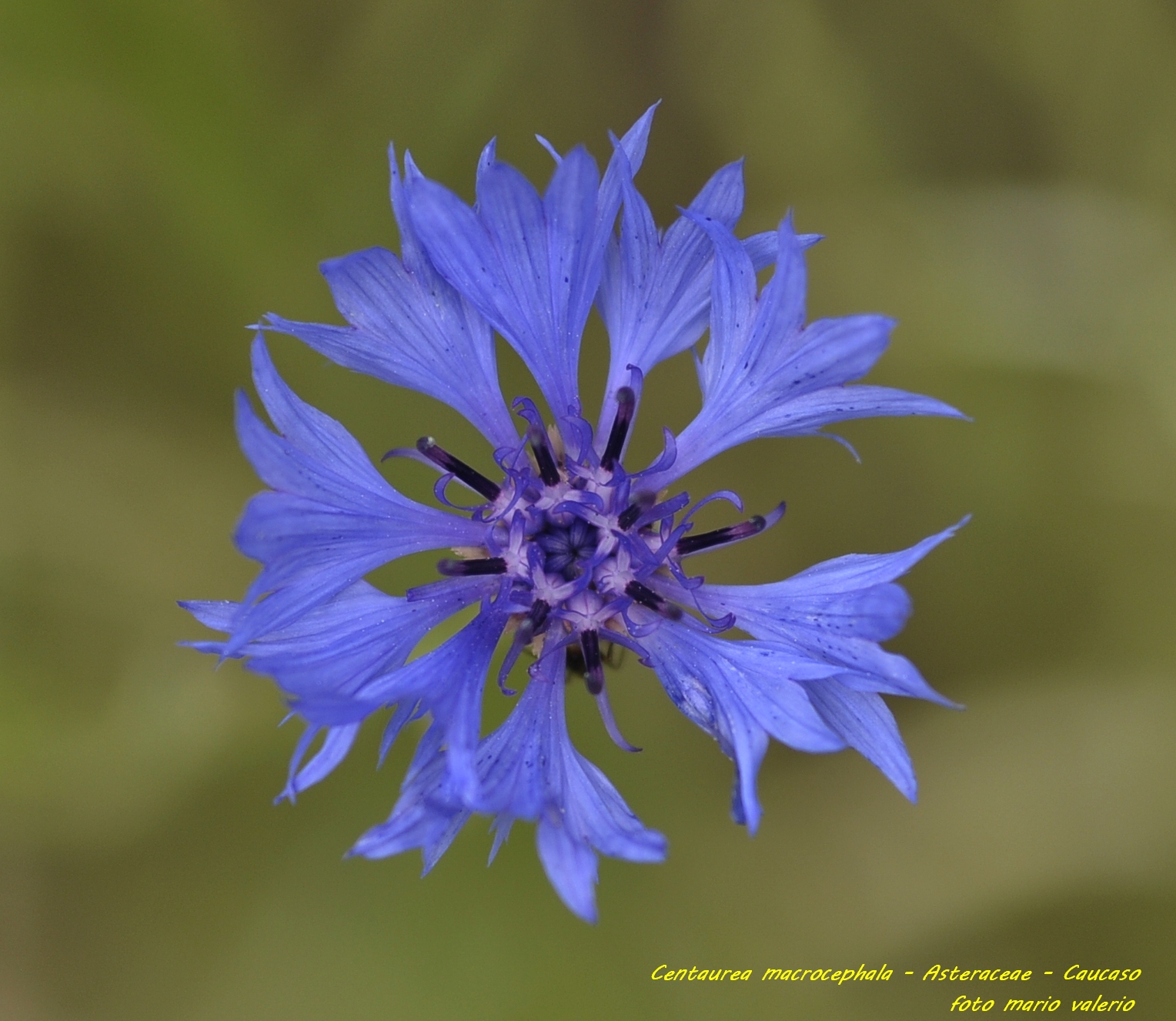Centaurea macrocephala