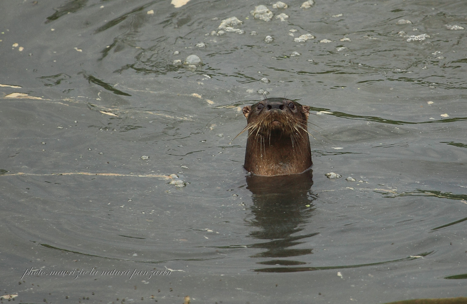otter