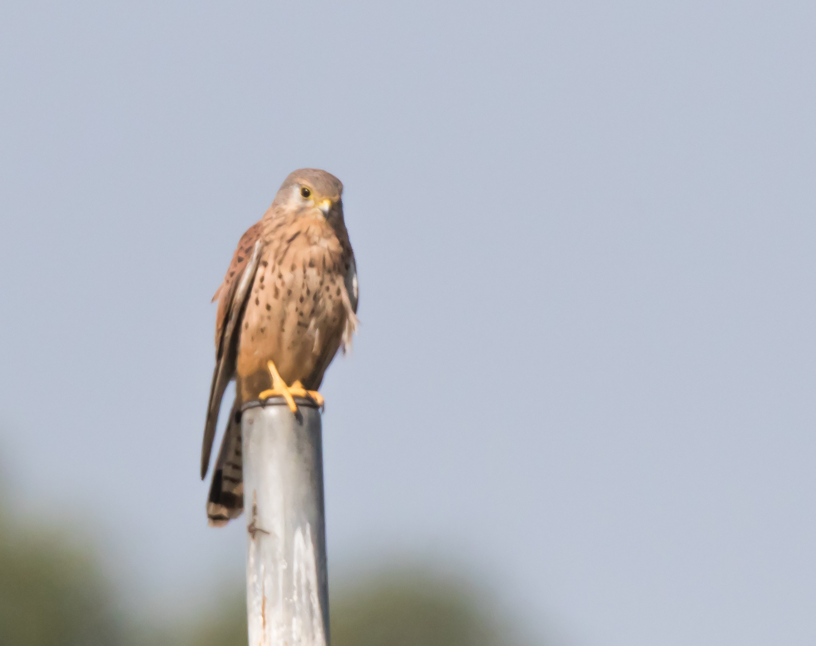 kestrel