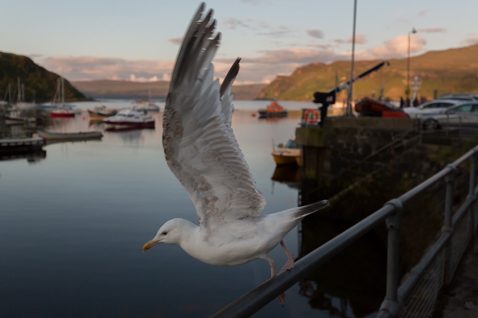 Seagull .............. ready and viaaaa