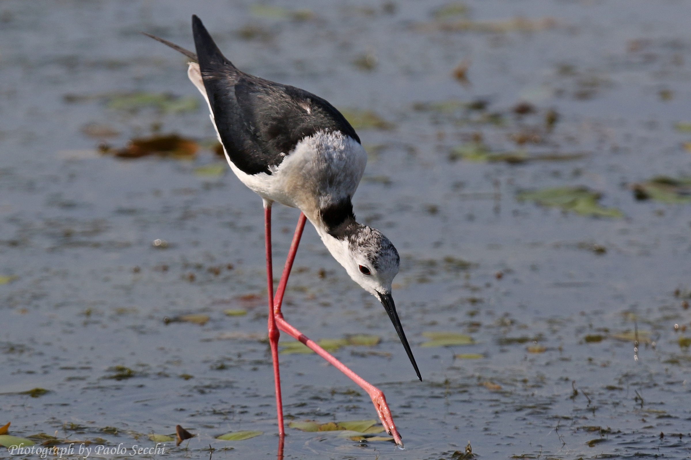 In minuziosa ricerca